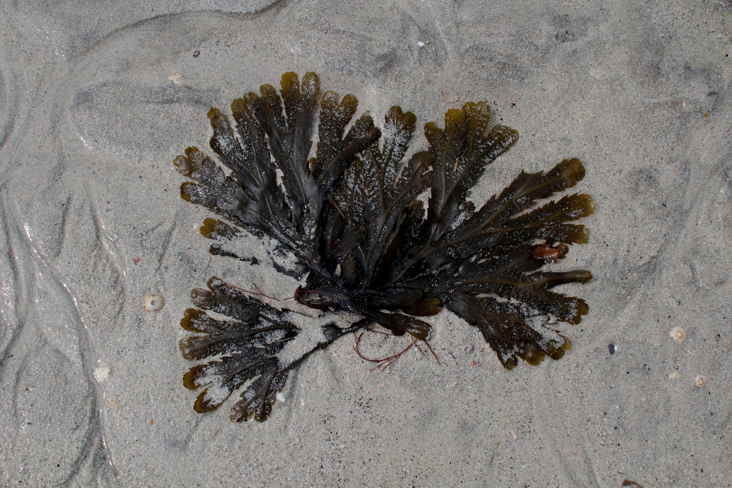Seaweed on sand by Cat Heygate Photo