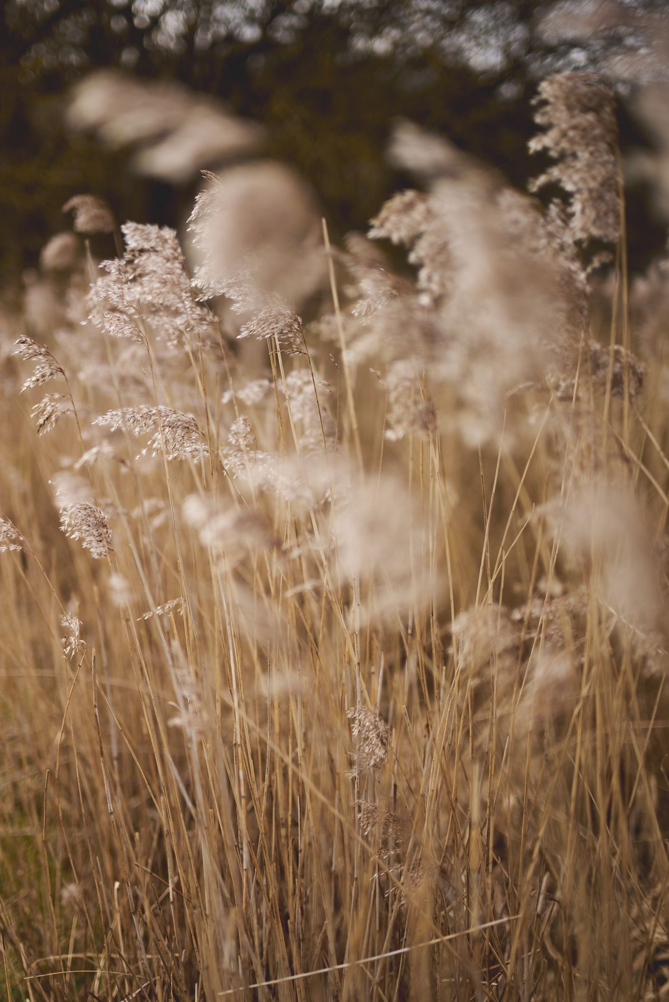 Reeds at Snape Maltings in natural light by Cat Heygate Photo