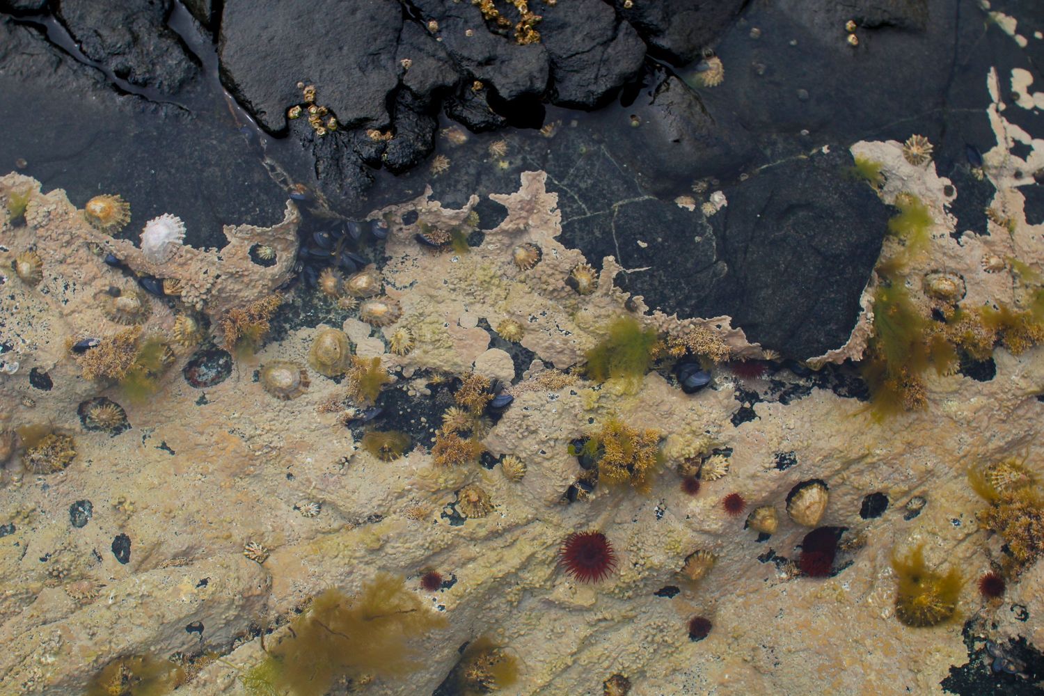 A rock pool with barnacles and anenomes by Cat Heygate Photo