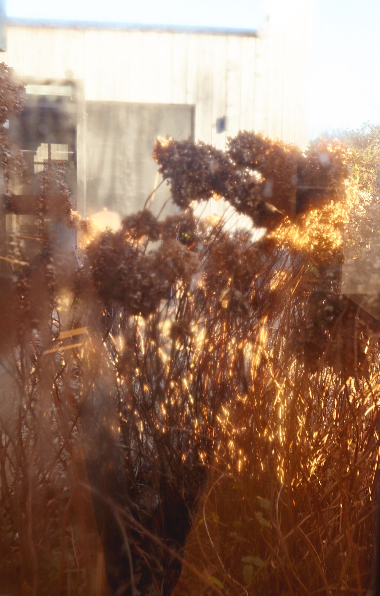Dried Hydrangeas through glass warm sunlight at Vida Haus by Pilates and yoga photographer Cat Heygate Photo