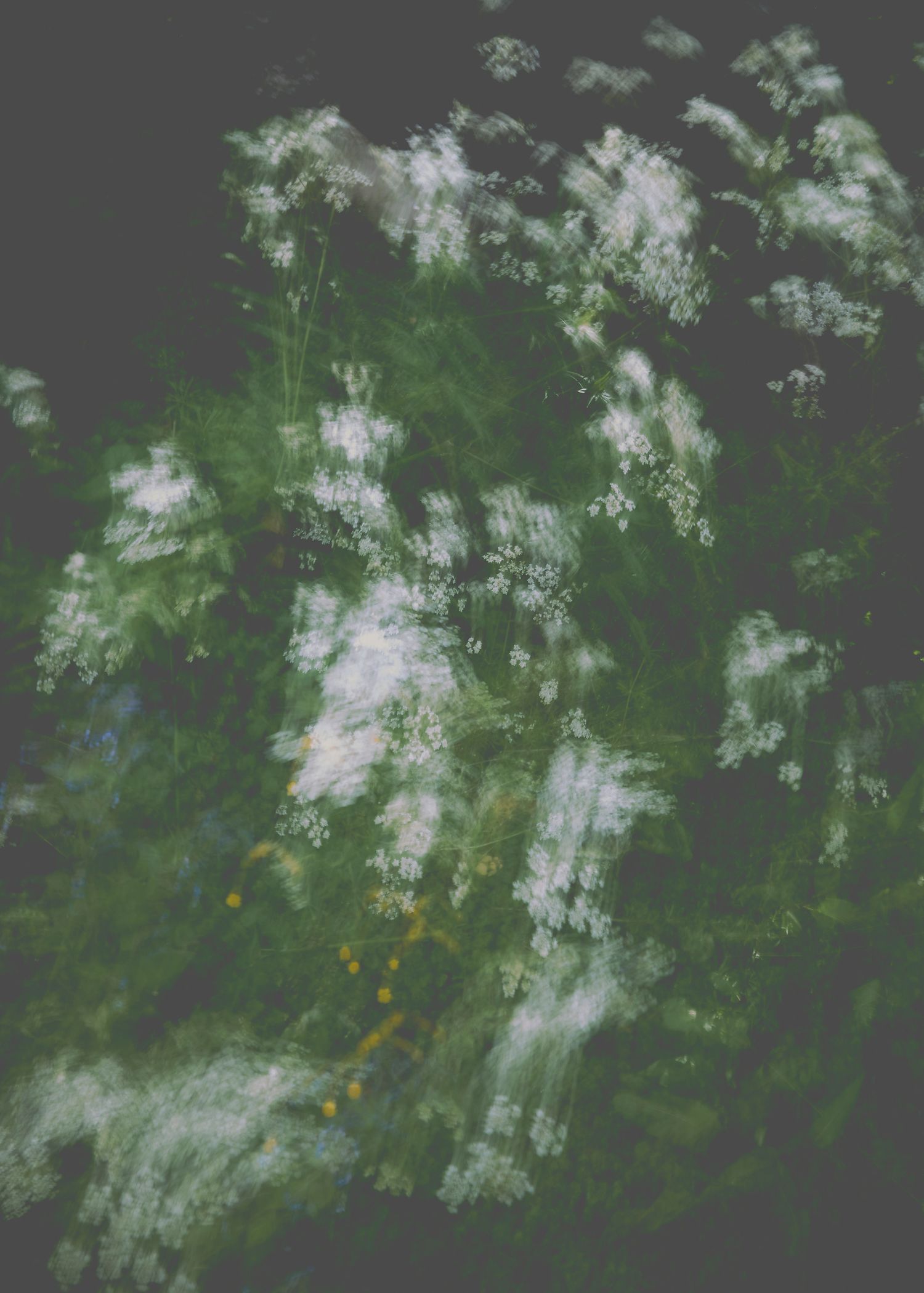 Close up of cow parsely against a dark background by Woodbridge brand photographer