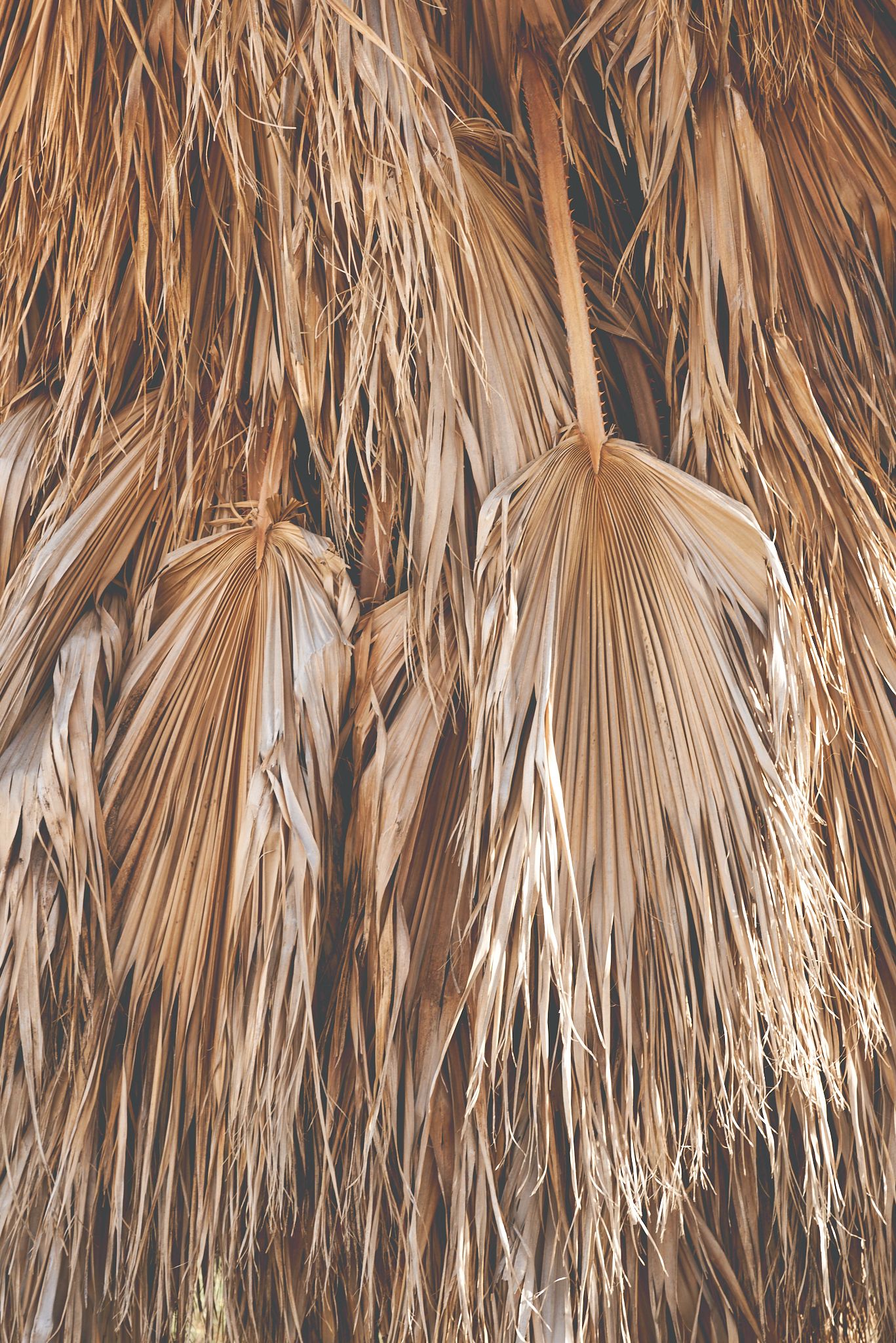 Close up of Palm tree fronds natural light by Cat heygate Photo