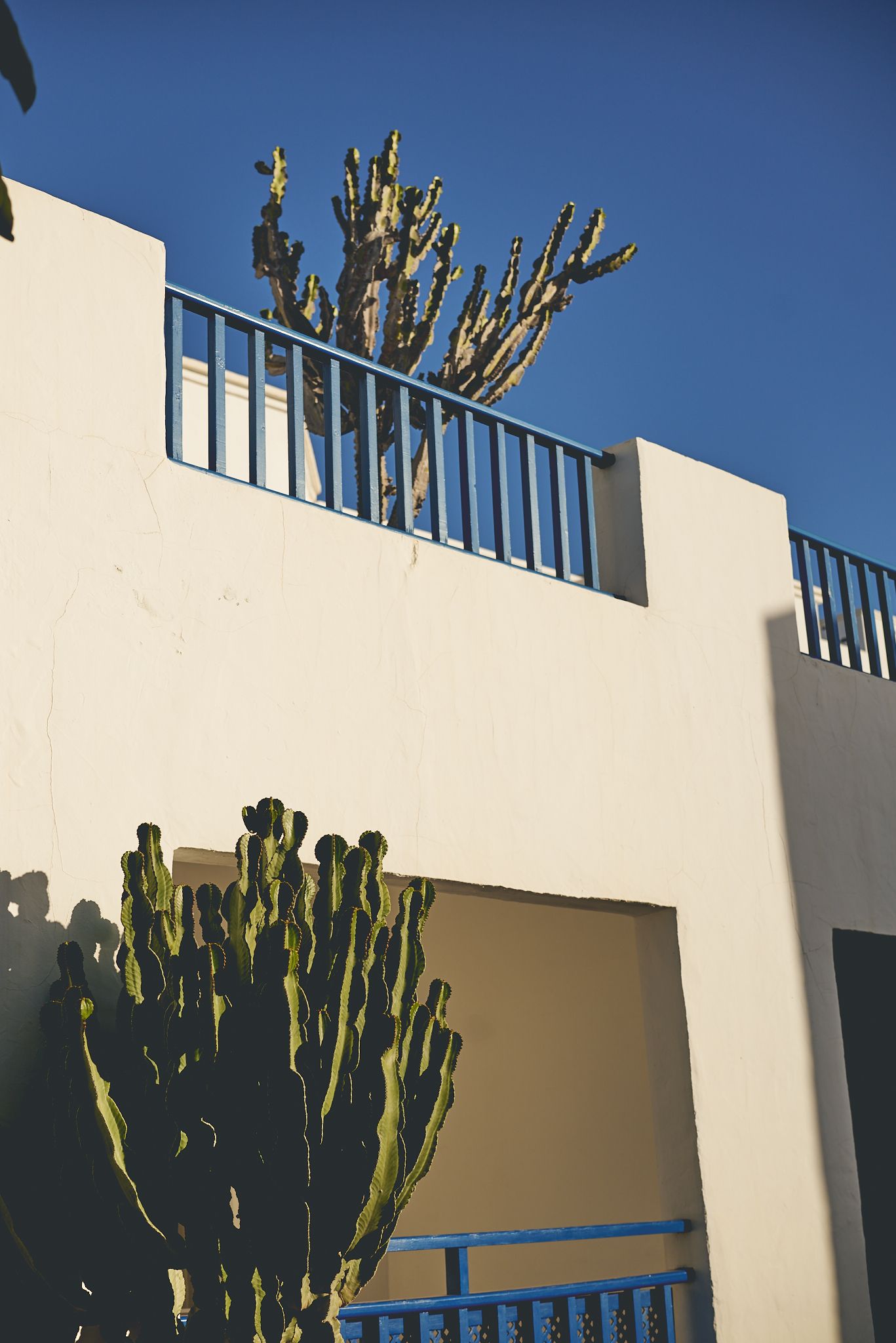 Cactuses against blue sky of Lanzarote by Cat Heygate Photo