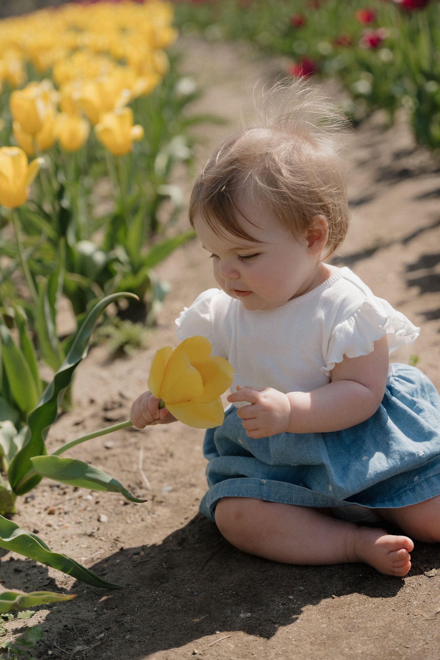Tulip Time in Holland, MI