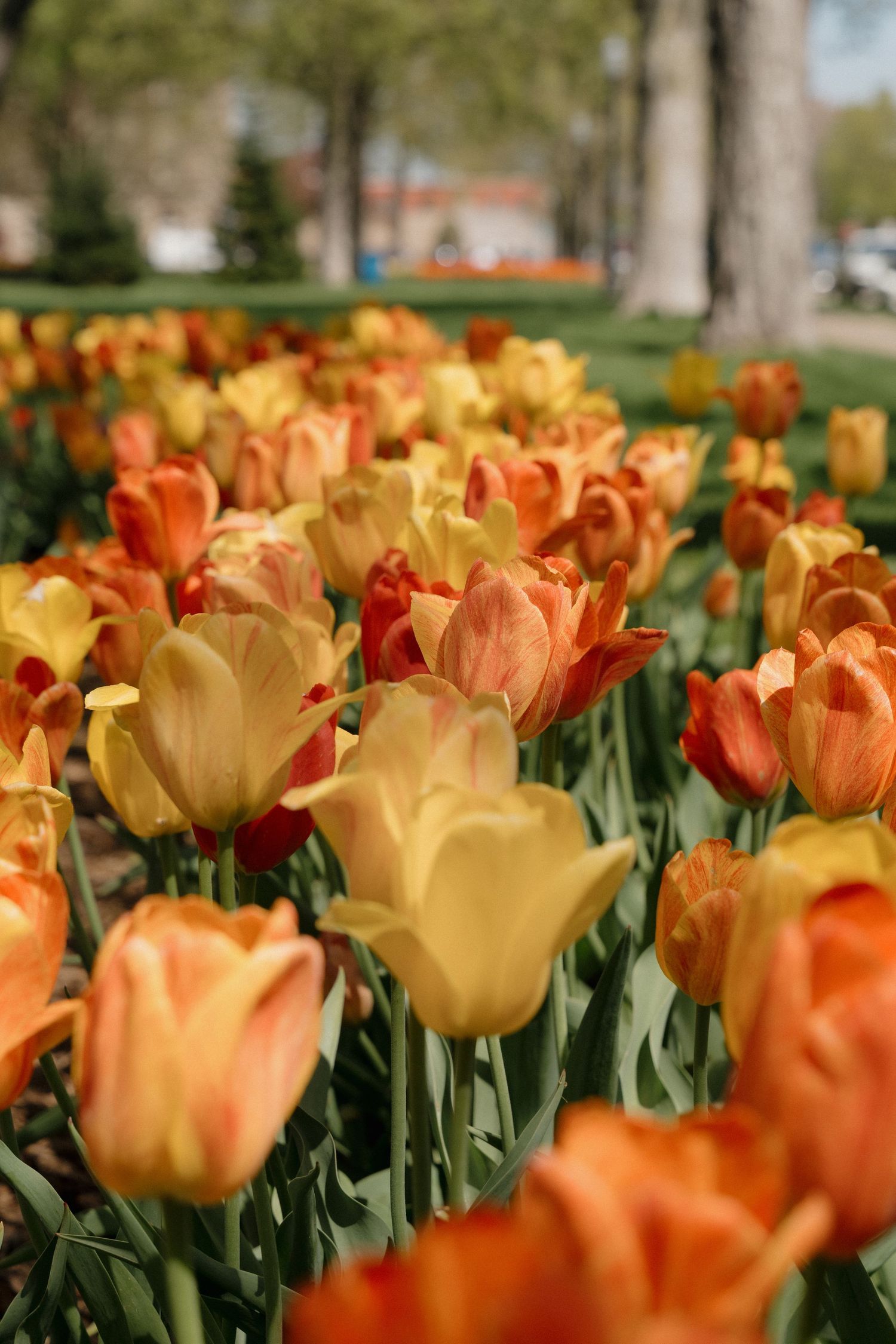 Tulip Time