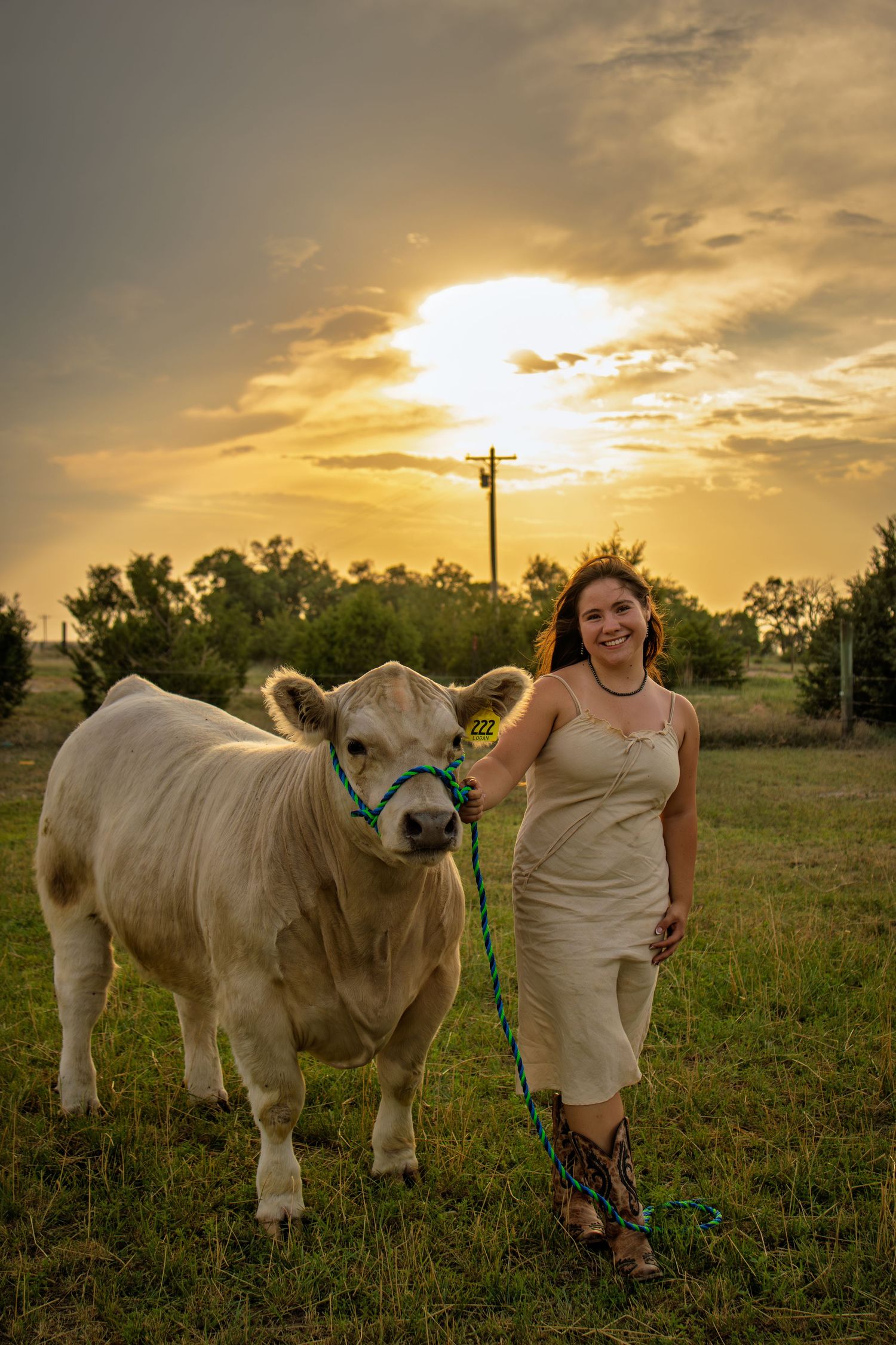 Young woman in white dress leading a white cow on a teal rope halter at golden sunset on a farm.