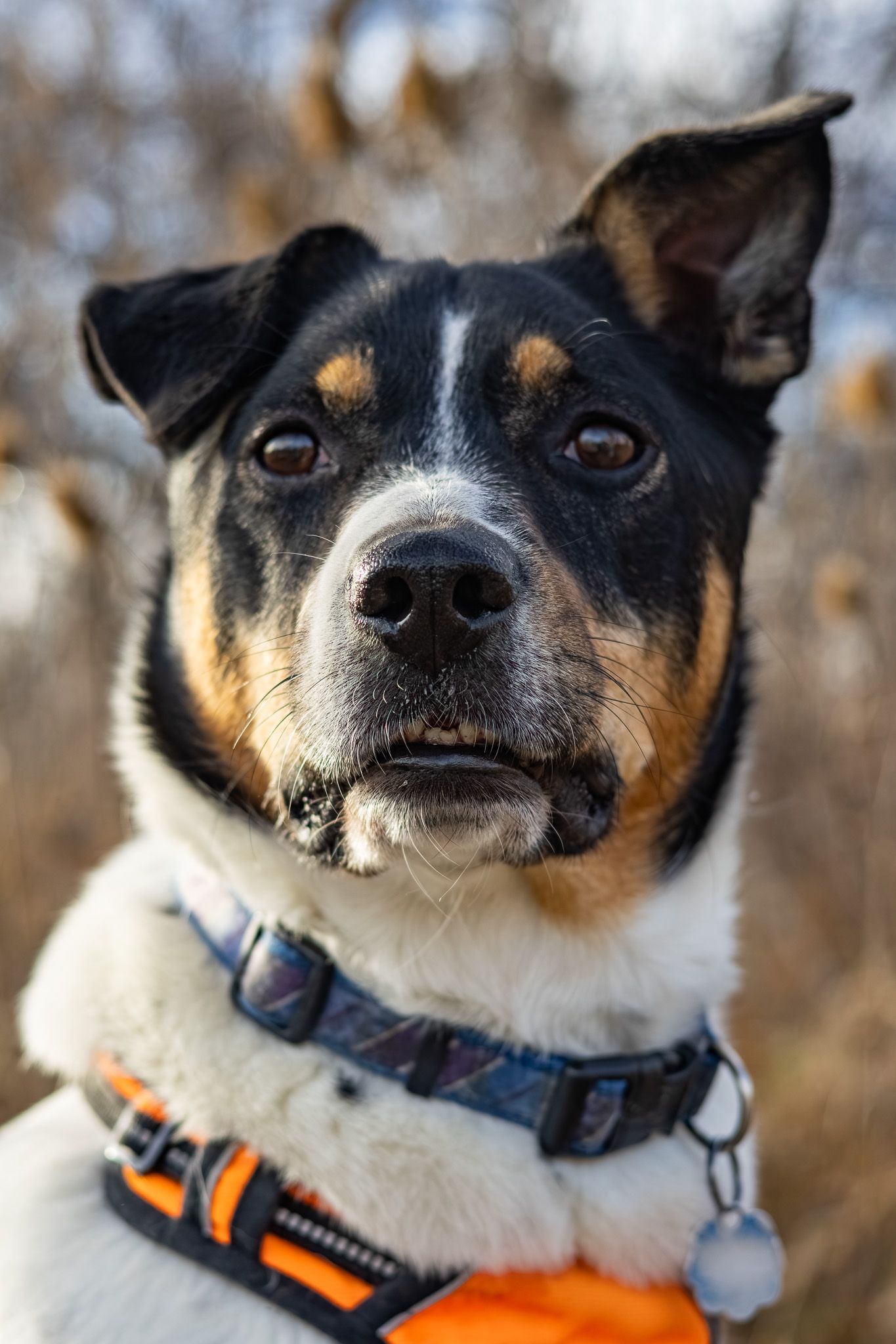 Close-up portrait of a black and white dog wearing an orange harness in autumn setting.