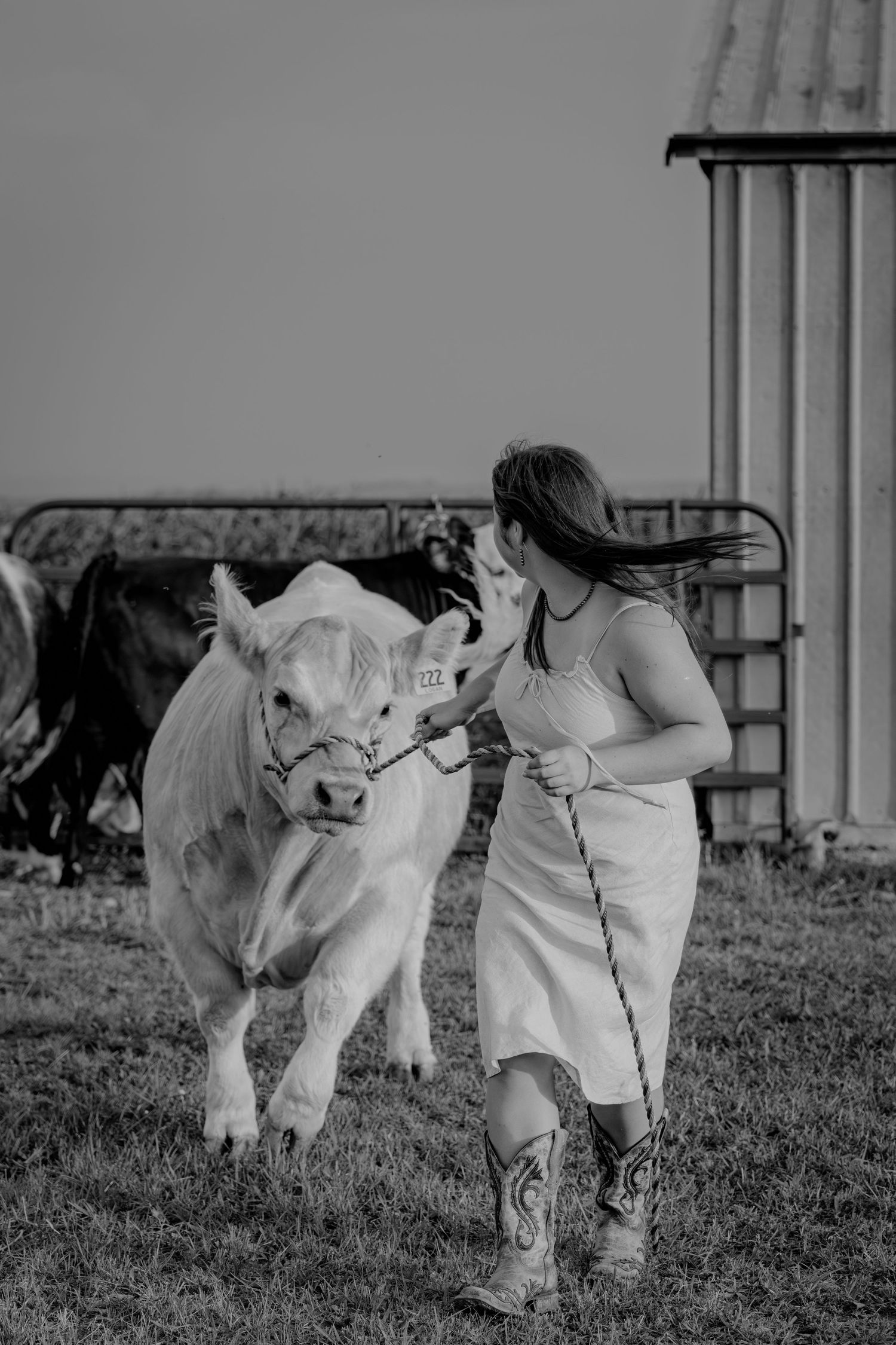 Young woman in cowboy boots leading a white show bull across a farm field.