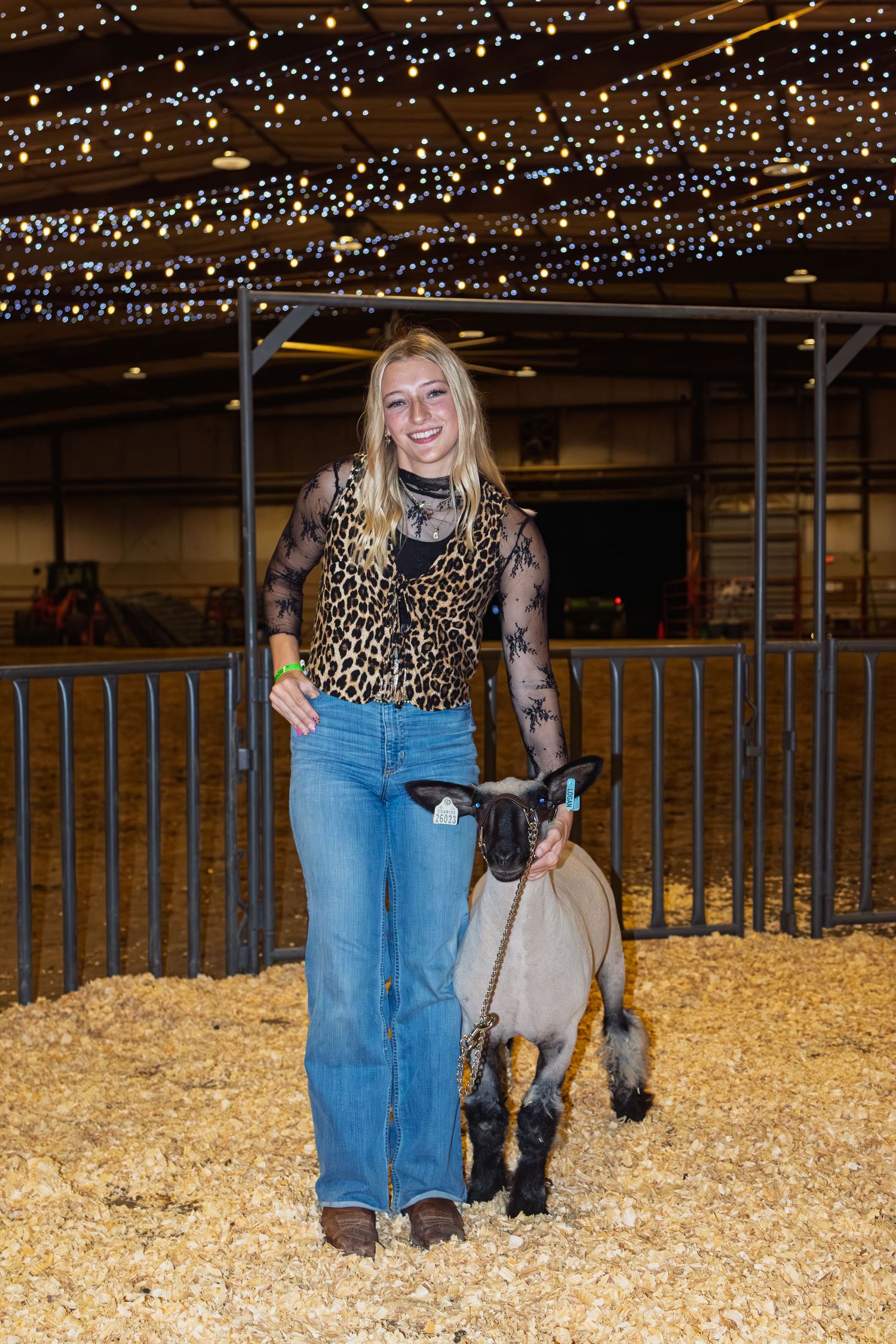 Blonde young woman standing with a gray show lamb on a chain lead inside a holiday-lit livestock barn.