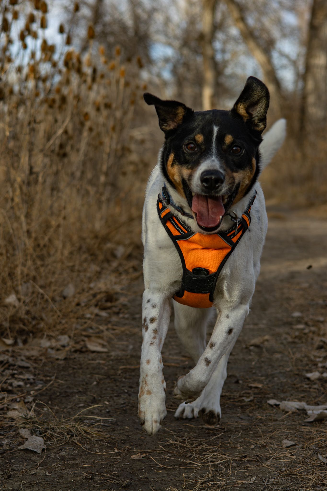 Happy tricolor dog wearing an orange harness running along a dirt trail through autumn trees.