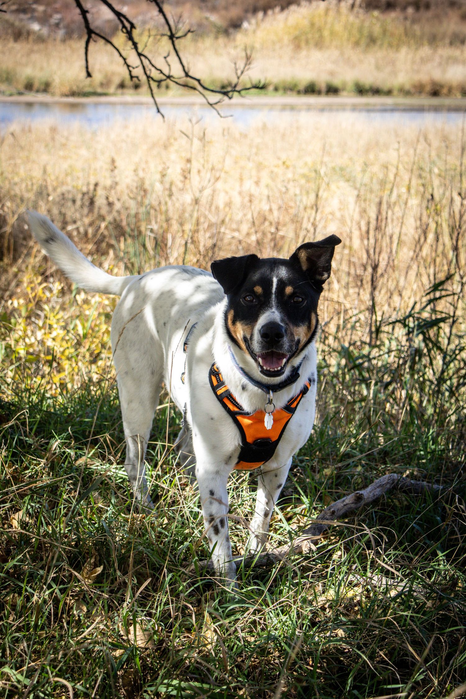 Black and white dog wearing an orange harness standing in tall grass near a river.