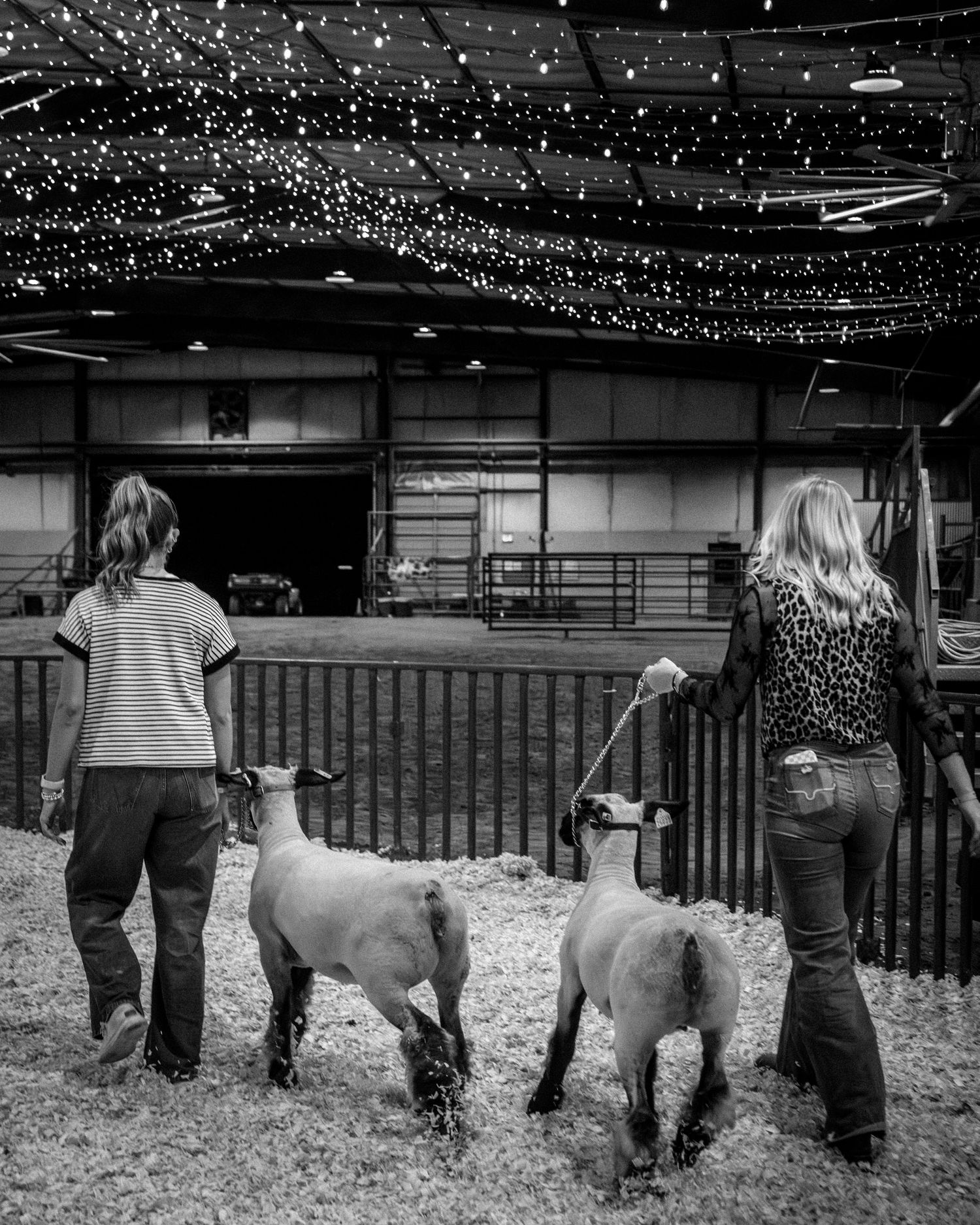 Two young women lead show lambs in black and white photo inside a fairground livestock barn.