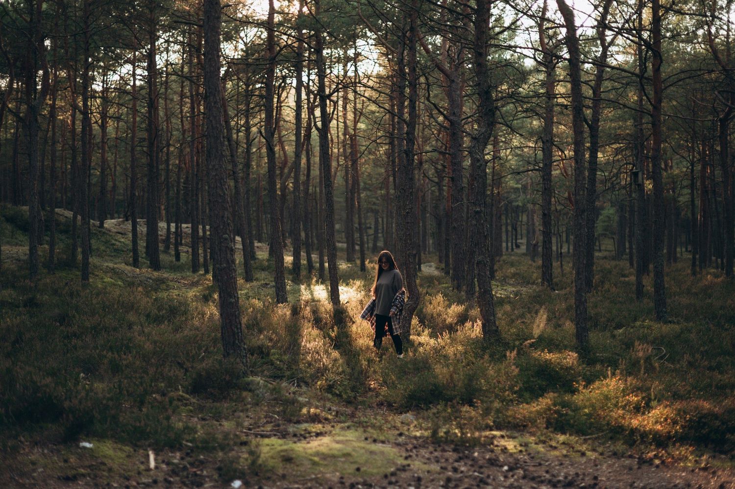 Person walking through a sunlit pine forest with golden undergrowth in autumn.