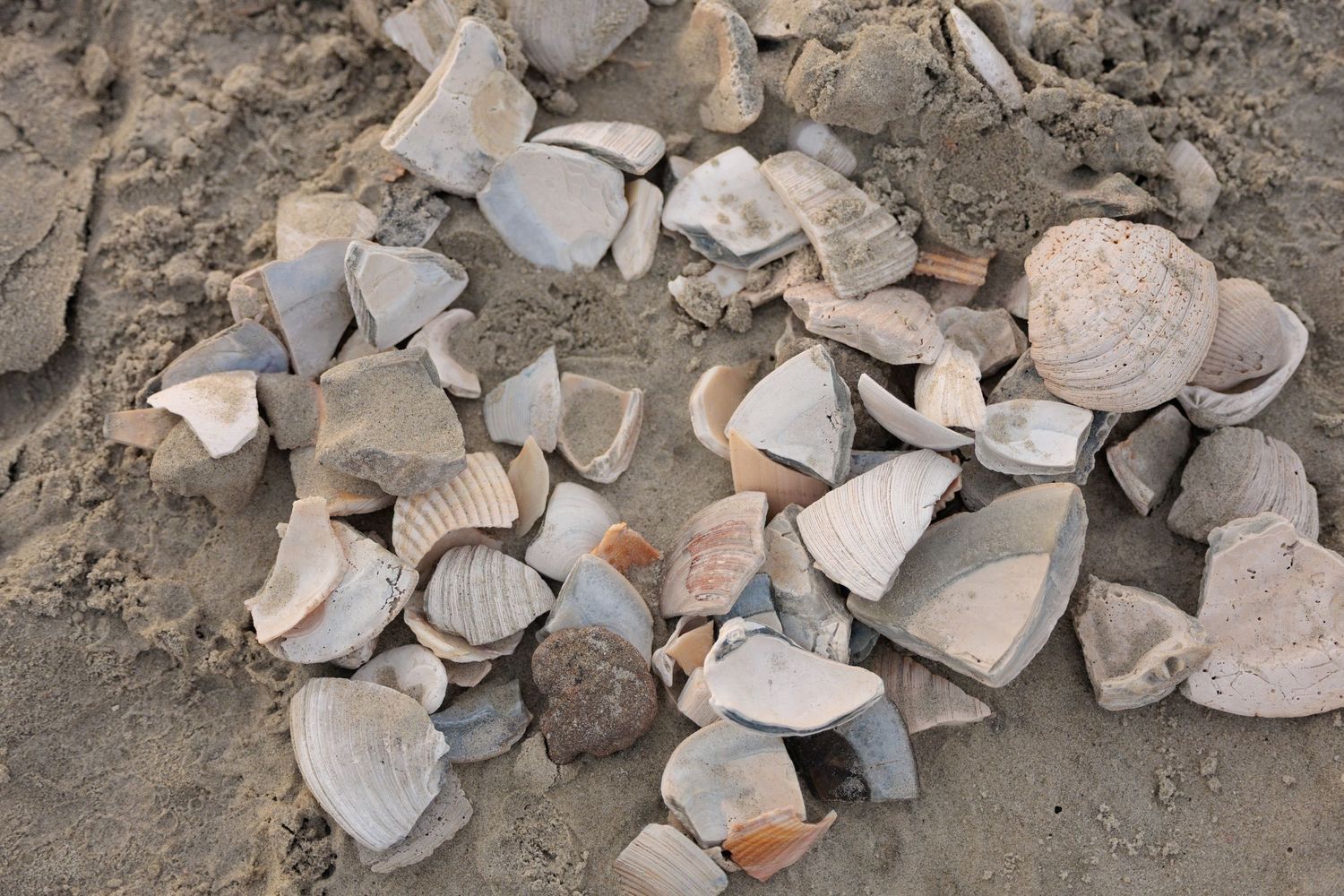 Collection of broken seashell fragments scattered on sandy beach, featuring scallop and clam shells in various sizes.