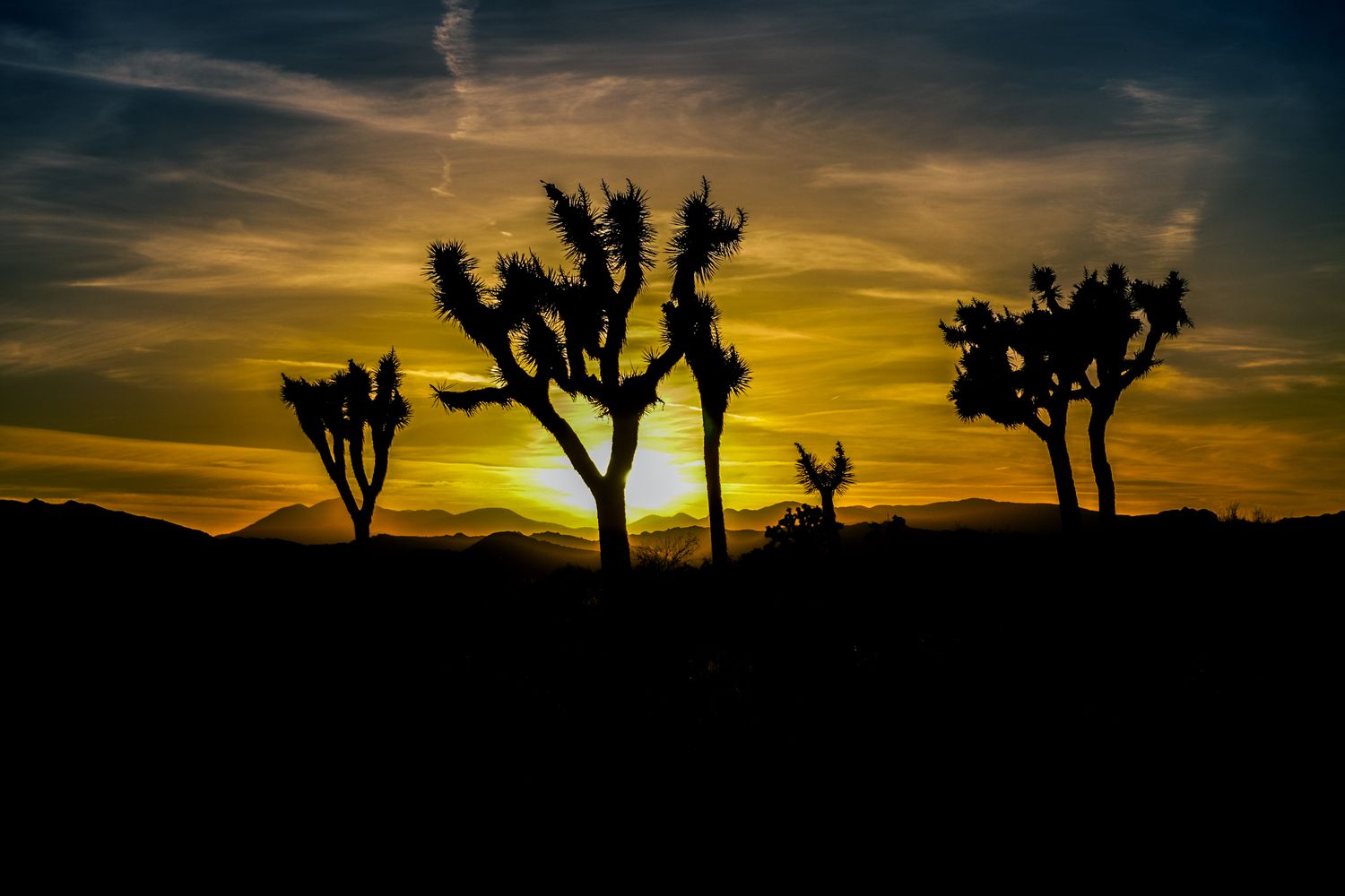 Silhouettes of Joshua trees against a vibrant golden sunset sky in the Mojave Desert.