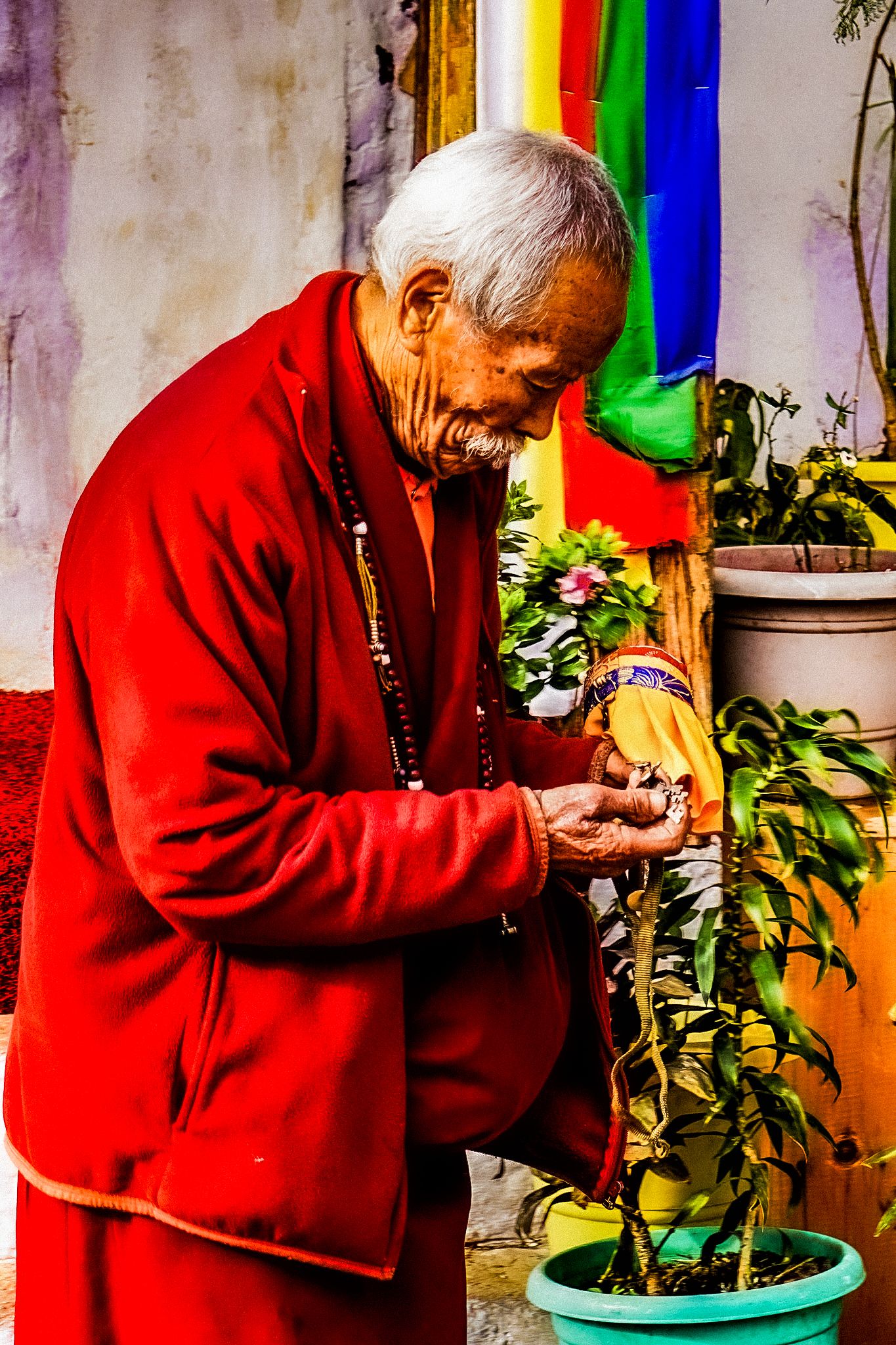 Elderly Buddhist monk in red robe carefully tends to green potted plant with rainbow flag backdrop.