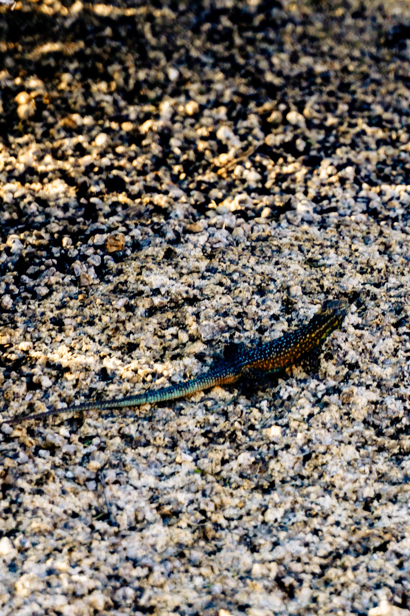 A colorful lizard with blue tail and spotted pattern resting on sandy gravel ground in natural sunlight.