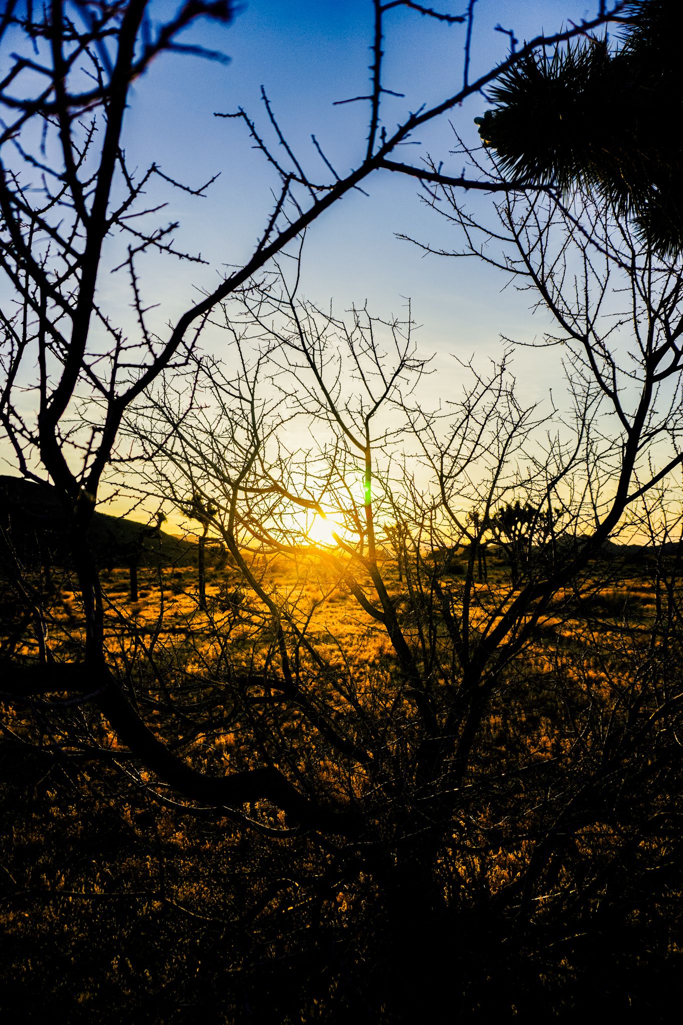 Silhouette of bare tree branches framing a golden sunset over an open field with blue sky.