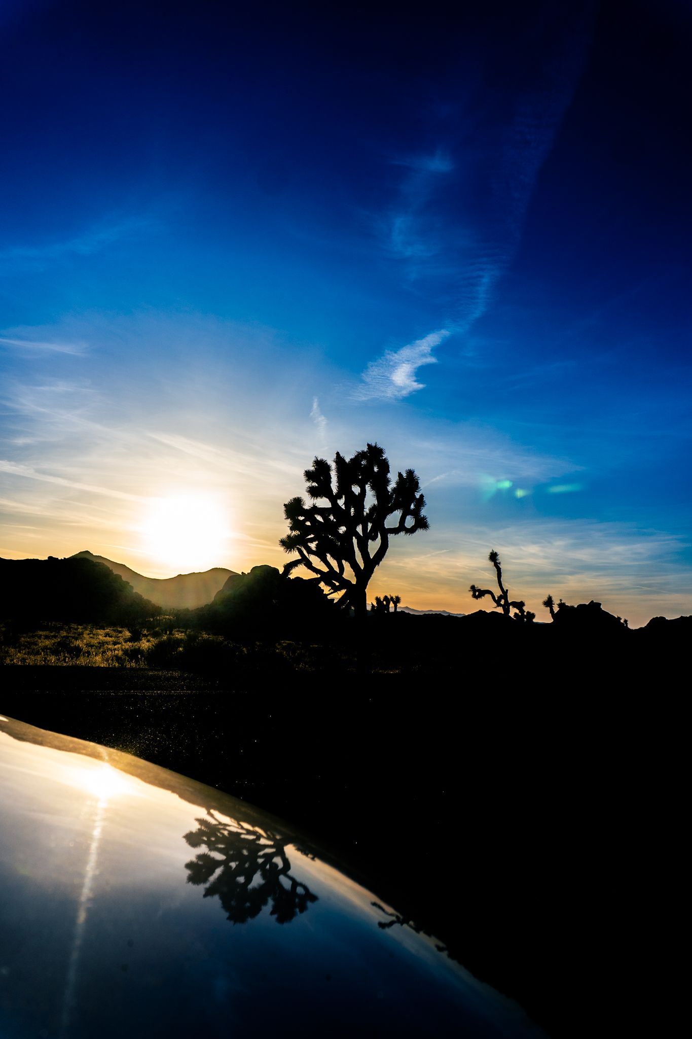 Silhouette of a Joshua tree at sunset reflected in water, with vibrant blue sky and golden sun in the desert.