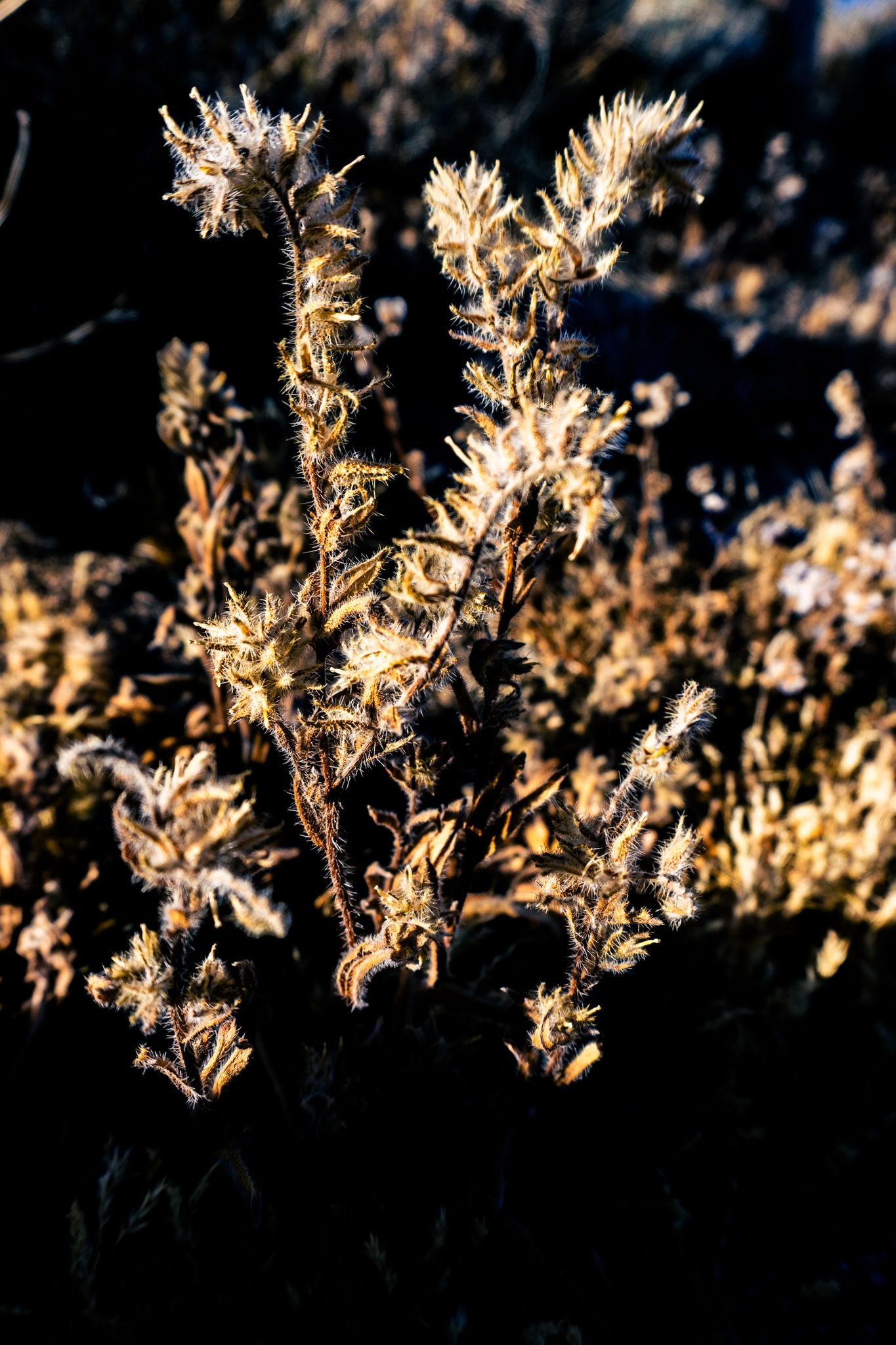 Dried wildflowers backlit by golden sunlight against a dark background in winter.