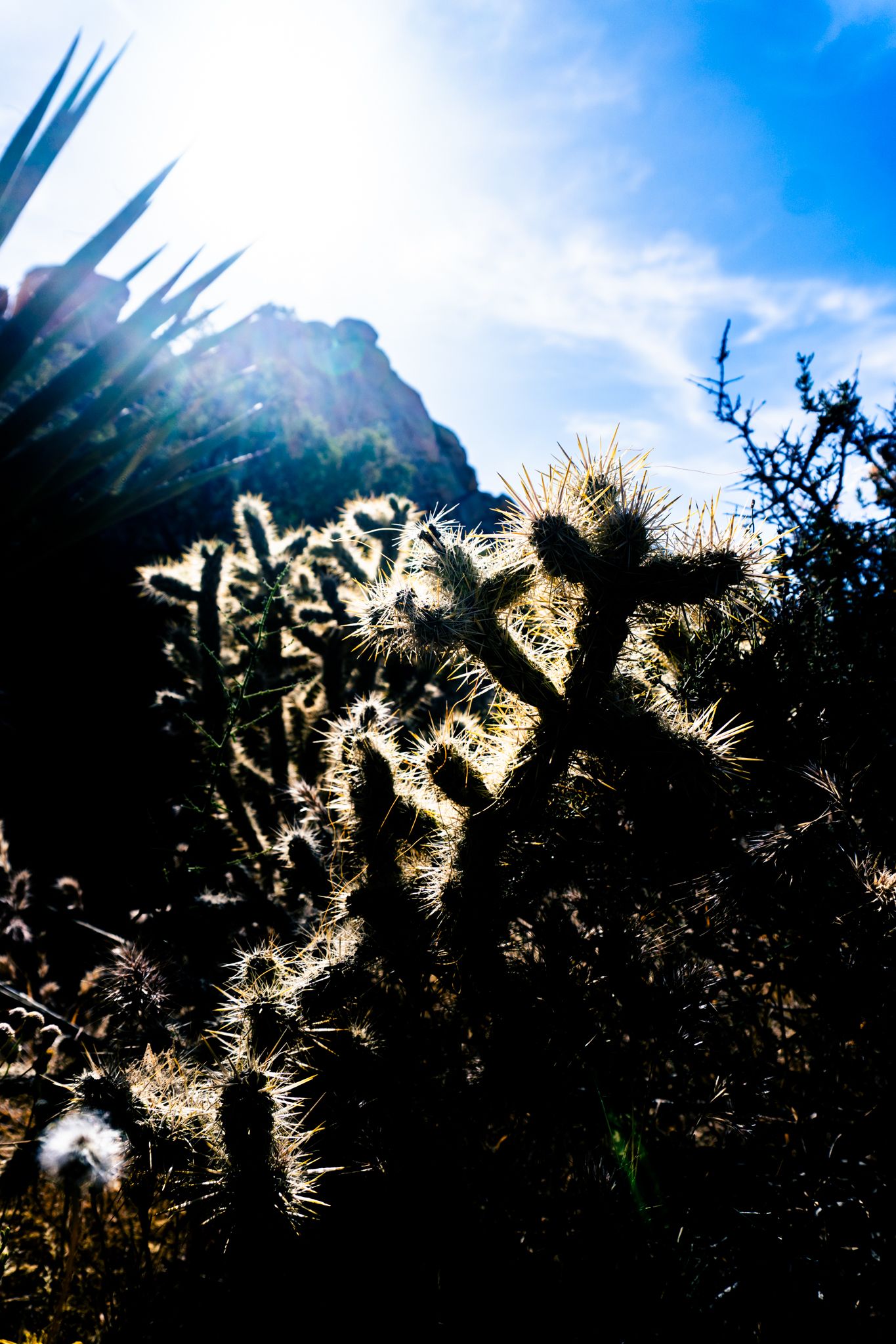 Backlit cholla cactus and agave plants glow against a bright sun and blue sky in a desert landscape.
