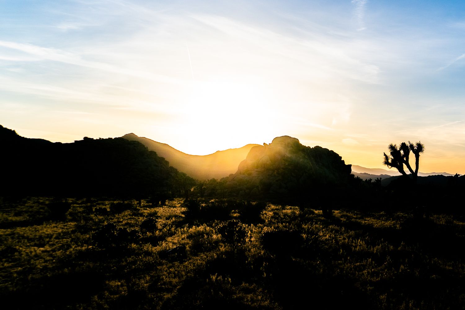 Silhouette of Joshua trees and mountains at golden sunset in desert landscape.