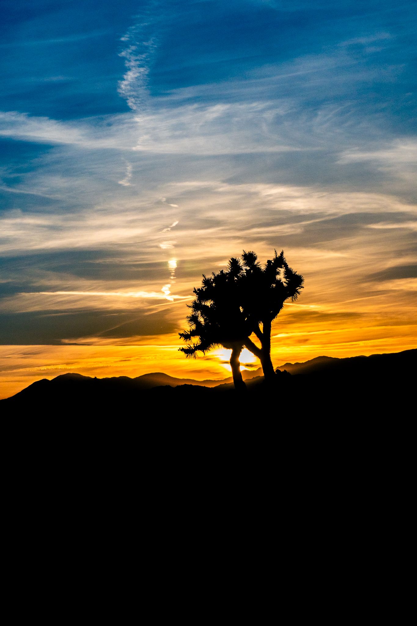 Silhouette of a Joshua tree against a vibrant desert sunset with golden orange sky and blue clouds over mountain range.