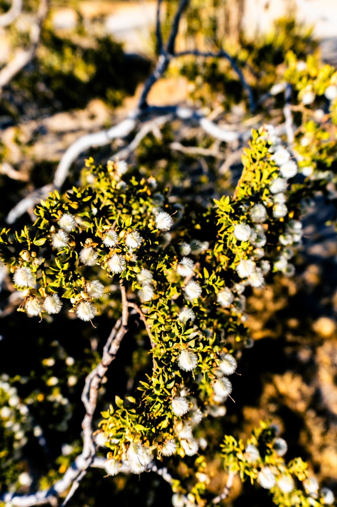 Close-up of a desert shrub with small white fluffy flowers and bright green leaves in natural sunlight.
