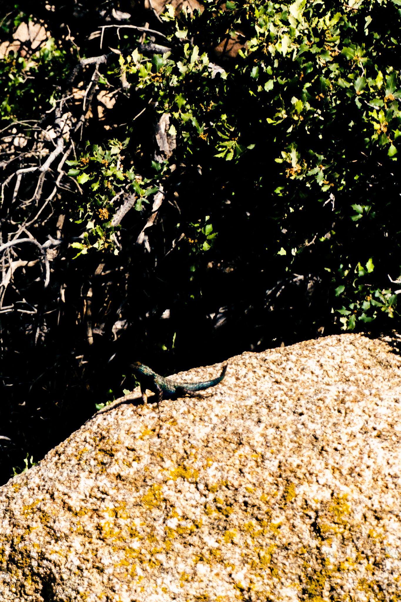A lizard basking on a sunlit rock with green shrubs in the background.