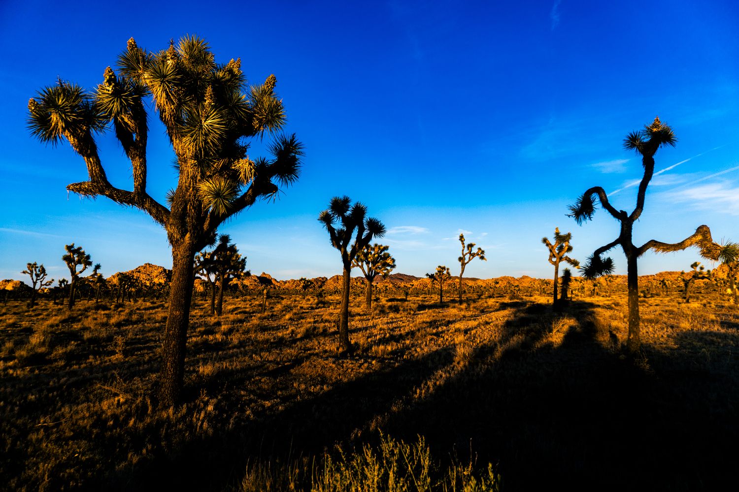 Joshua trees cast long shadows across golden desert landscape under a vivid blue sky at Joshua Tree National Park.