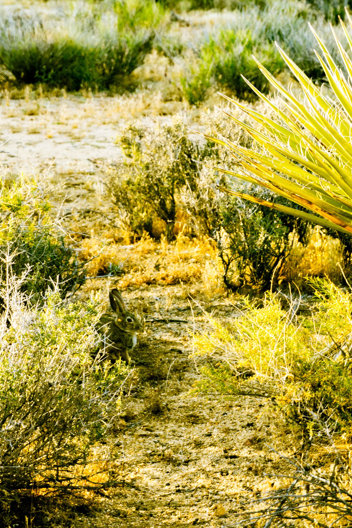 A jackrabbit hides among desert shrubs and yucca plants in a sun-drenched arid landscape.