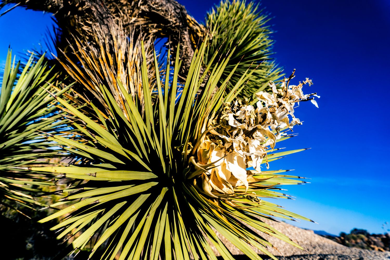 Close-up of a blooming Joshua tree with sharp green leaves against a vivid blue sky in the Mojave Desert.