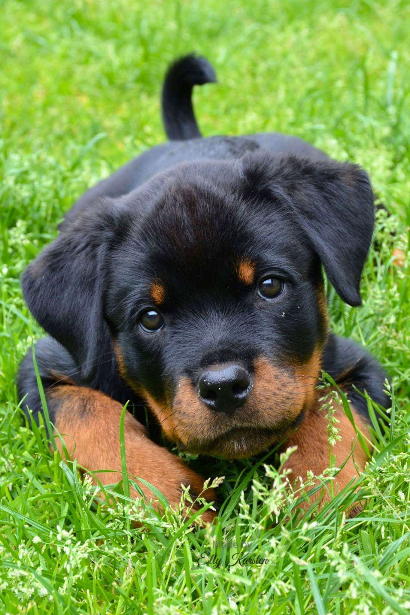 Rottweiler puppy