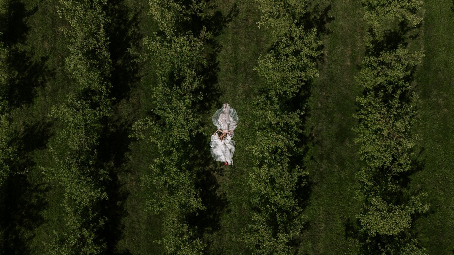 Aerial view of a couple in wedding attire lying in a lush green orchard between rows of trees.