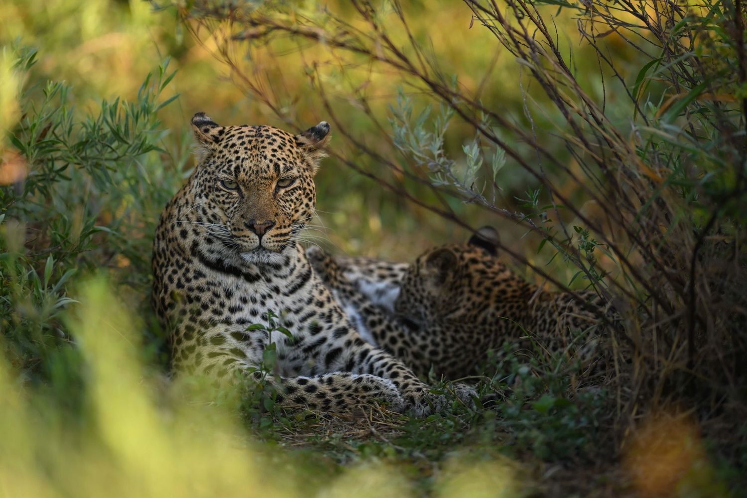 A leopard and her cub rest together hidden among dense green bushes in the African wilderness.