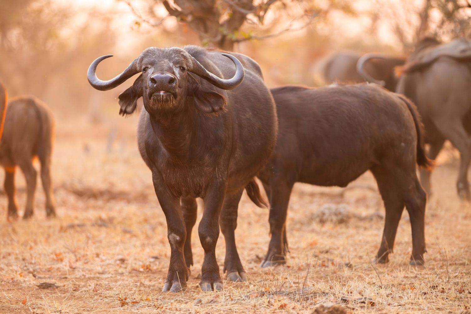 A large Cape buffalo stands boldly facing the camera in warm sunset light with herd members visible behind it.