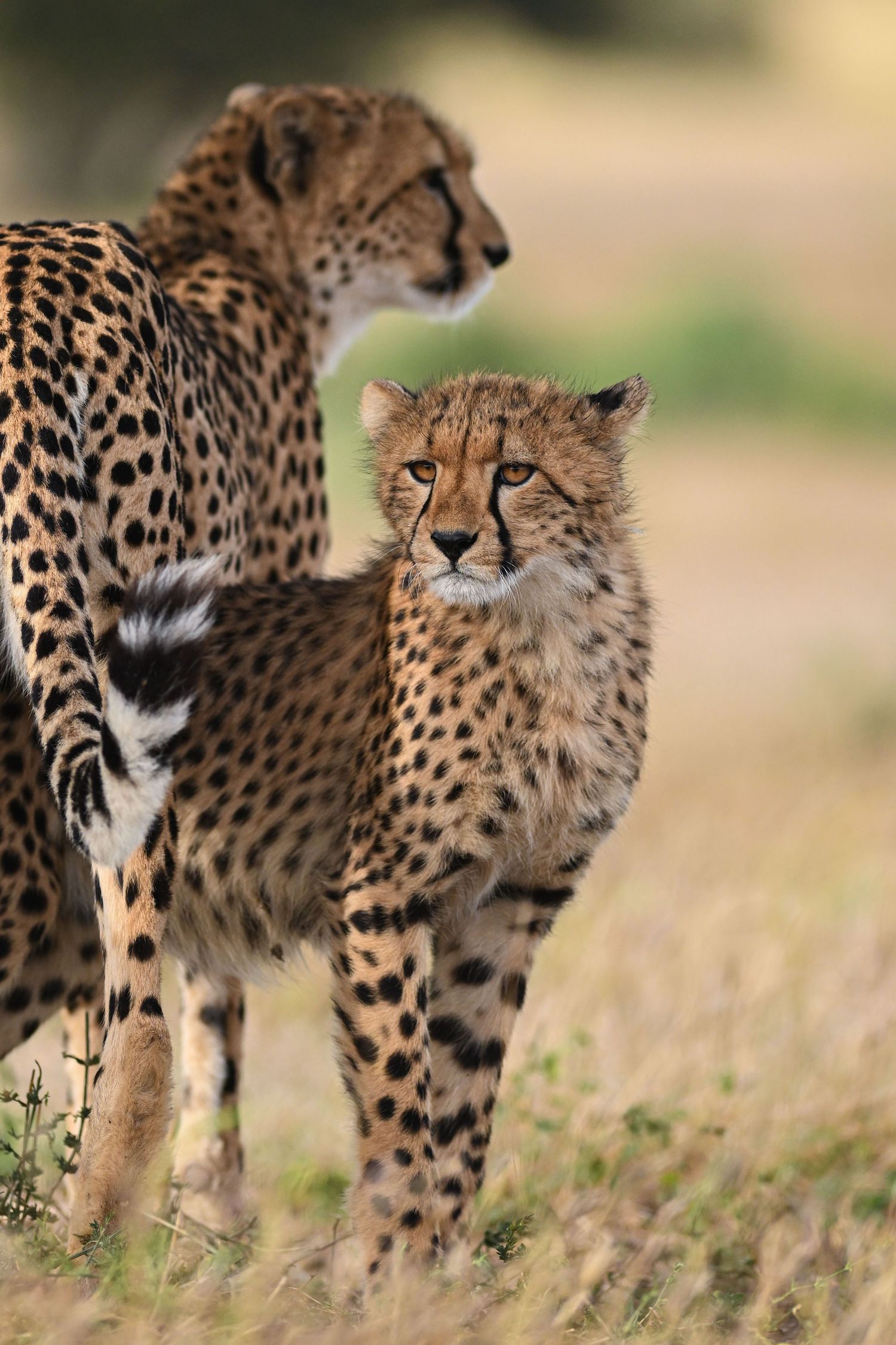A cheetah cub stands alert beside an adult cheetah in the golden African savanna grasslands.