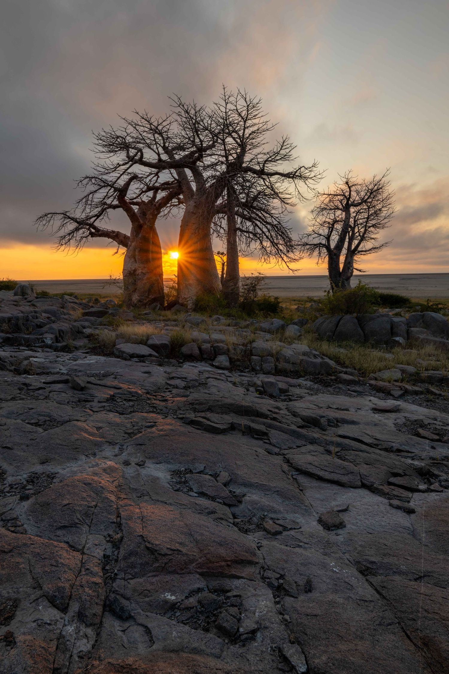 Baobab trees silhouetted against a dramatic sunset sky on a rocky landscape in Africa.