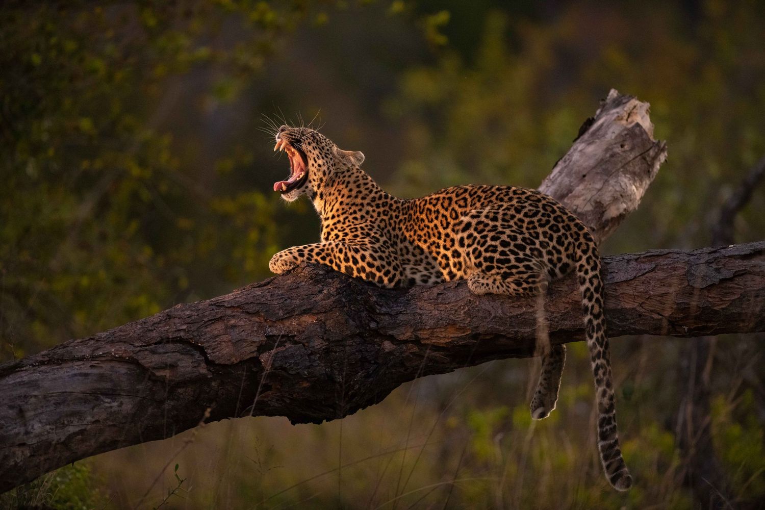 A leopard yawns widely while resting on a fallen tree trunk at dusk.