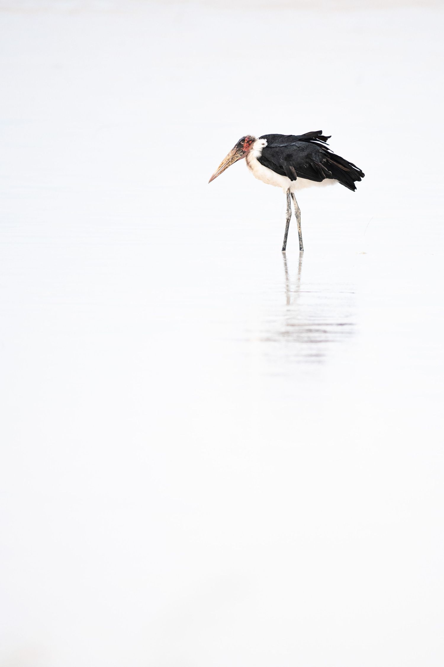 Marabou stork wading in shallow reflective white water in minimalist nature photo.