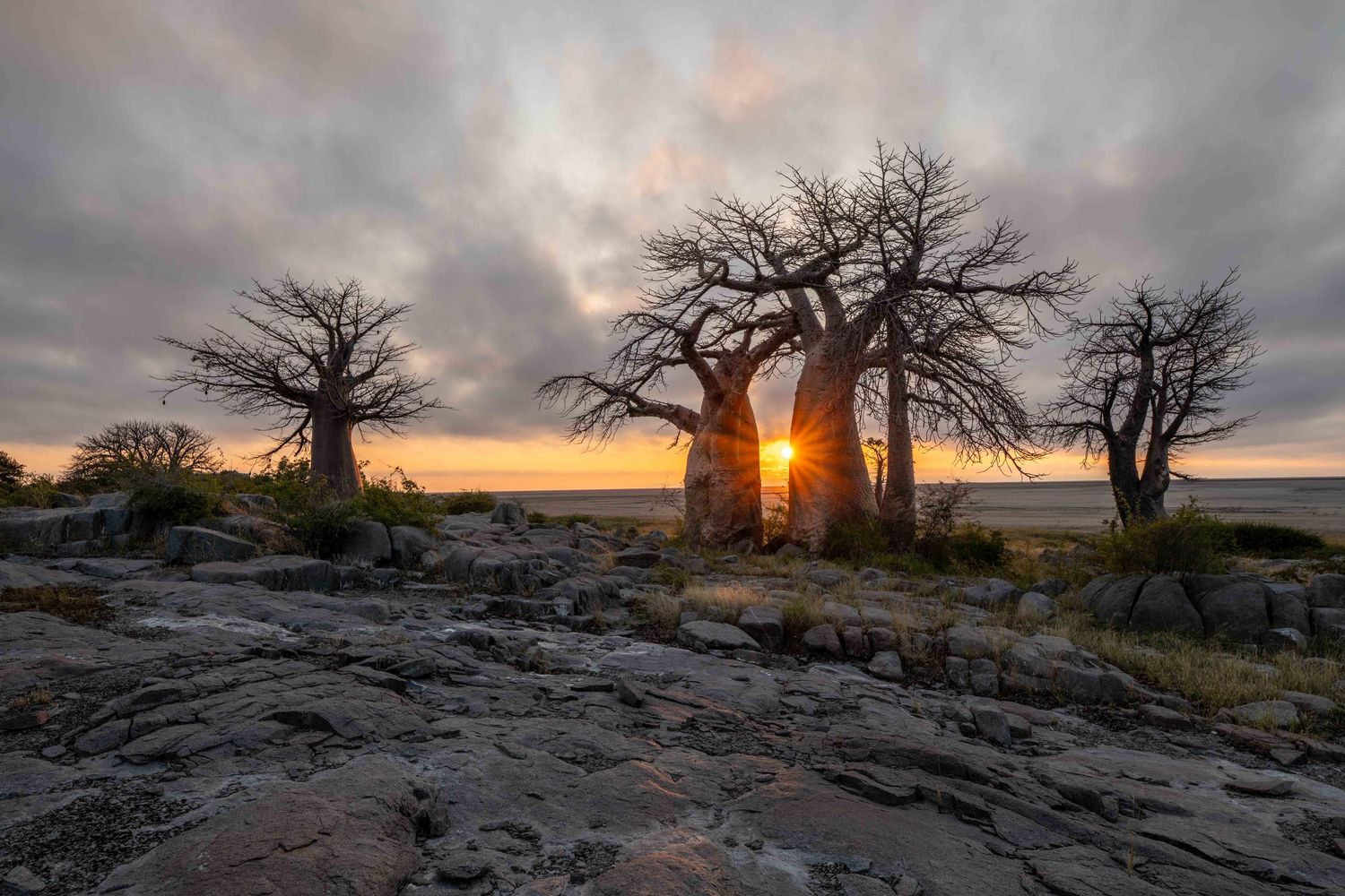 Ancient baobab trees silhouetted against golden sunrise over rocky African landscape at dawn.