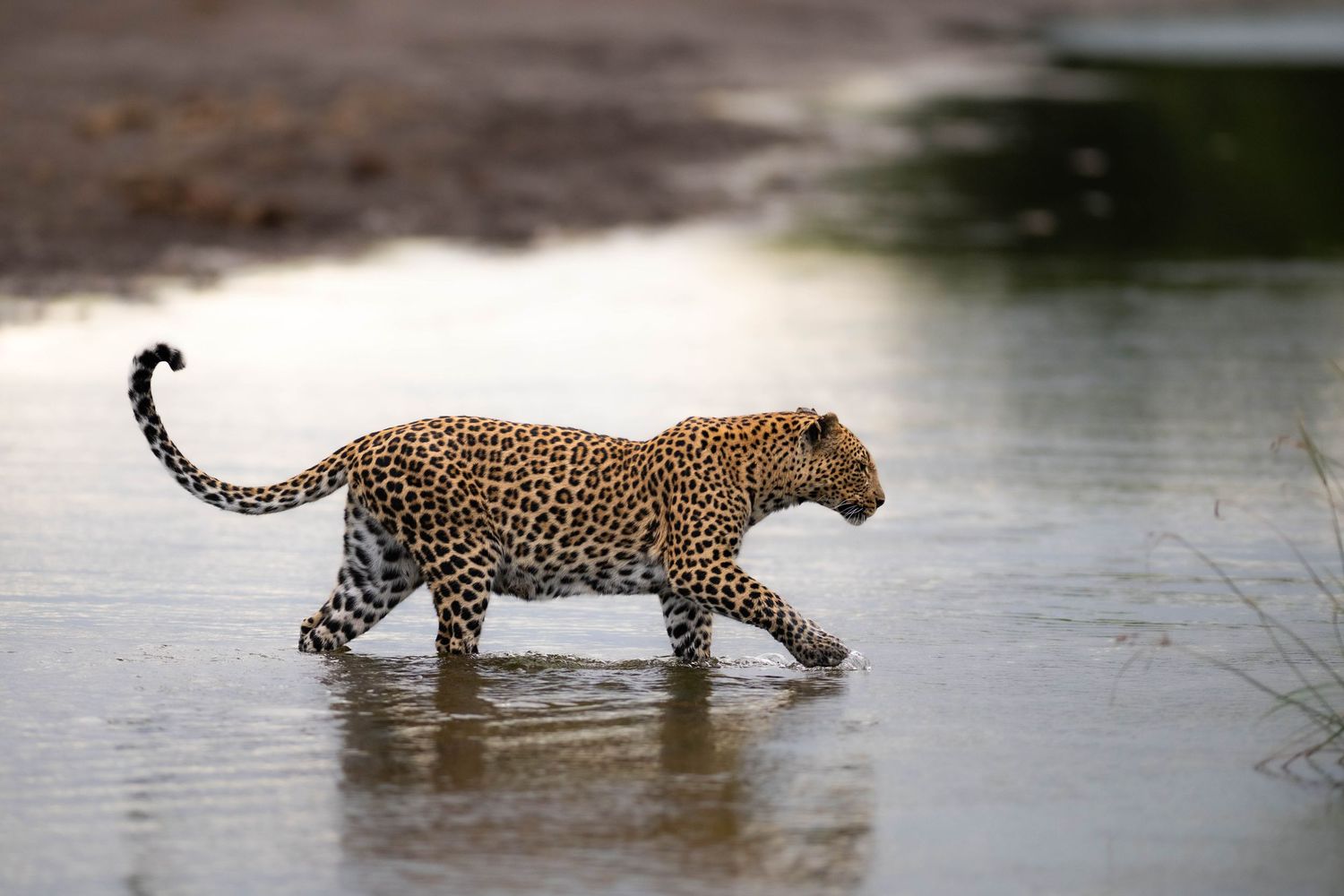 A spotted leopard walks confidently through shallow reflective water in the African bush.