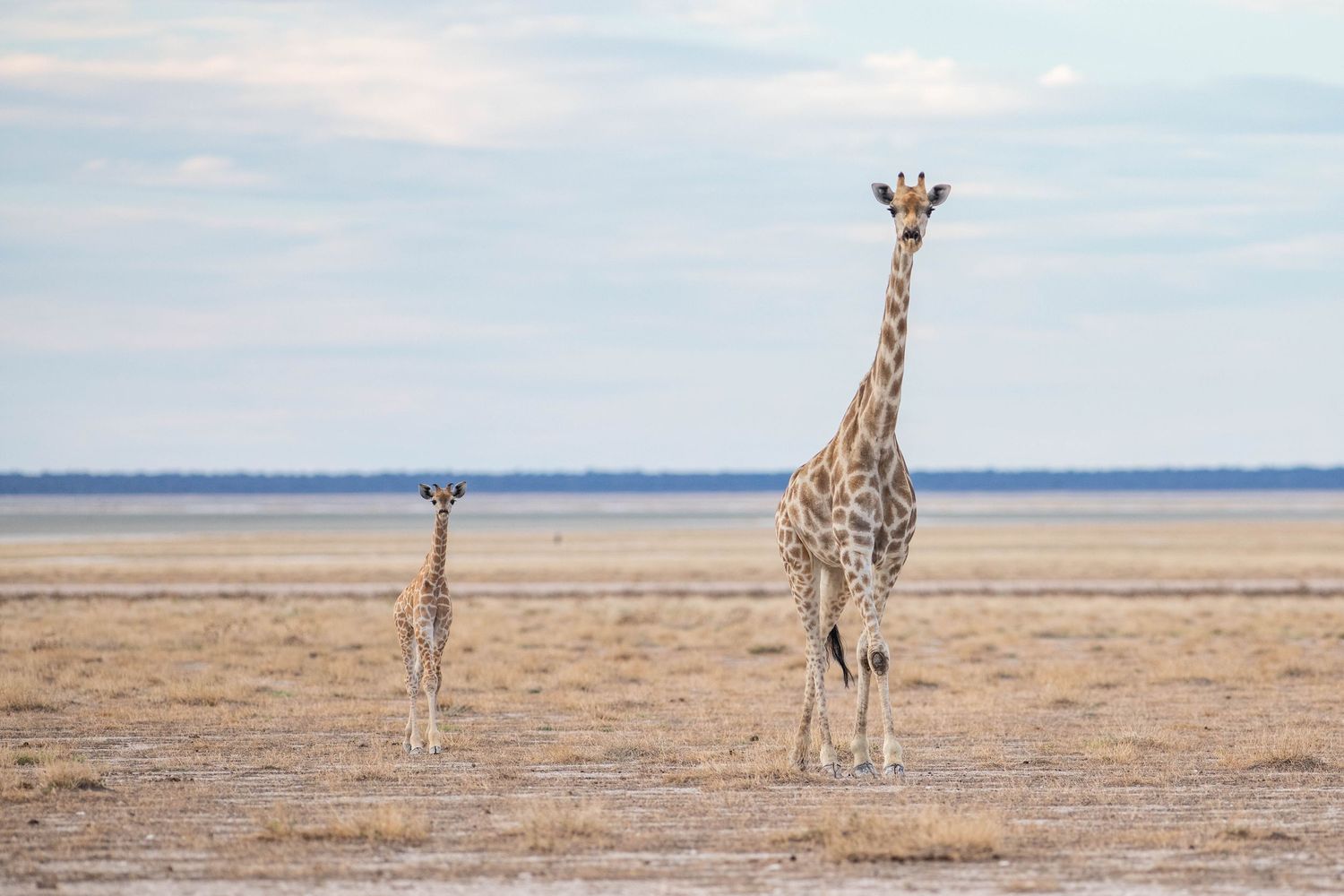 A mother giraffe and her small calf stand on a vast open arid plain under a cloudy sky.