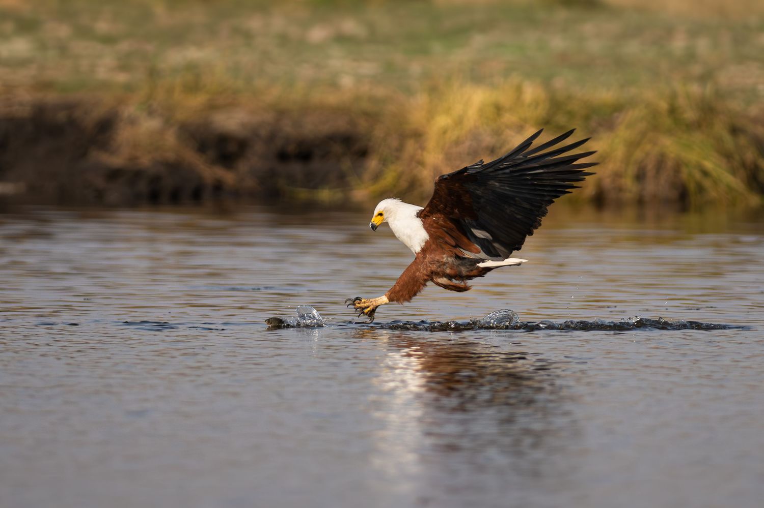 An African fish eagle swooping low over a river to catch fish with its talons.