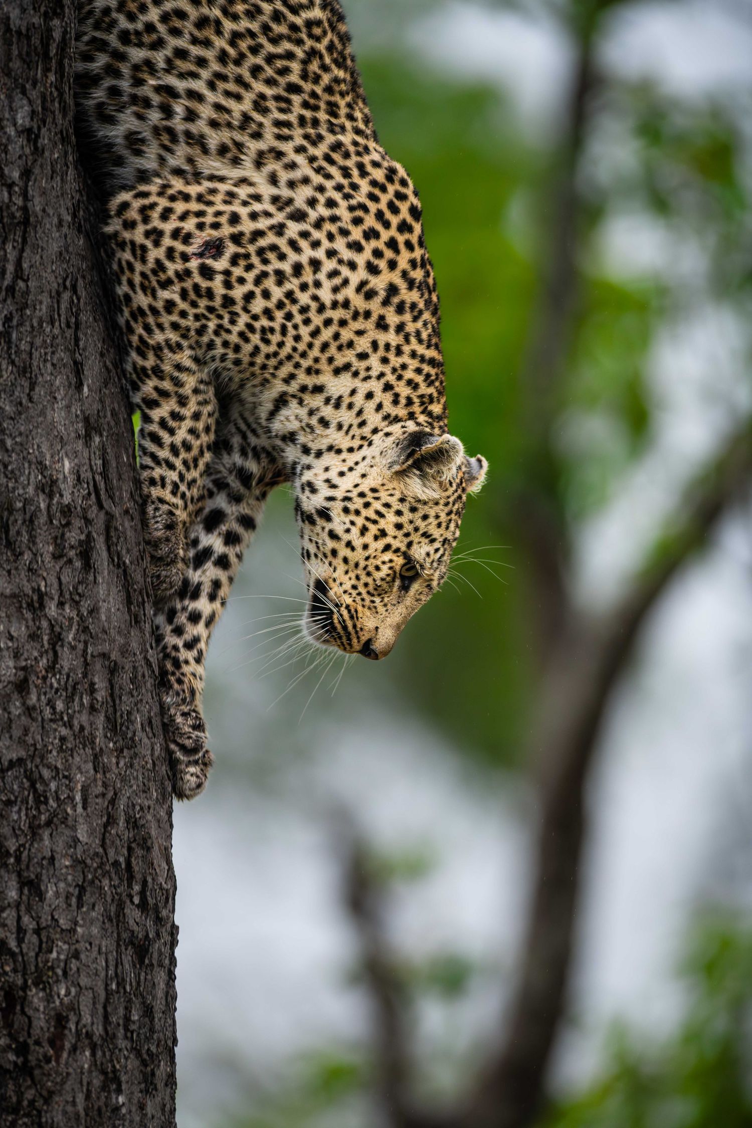 A leopard climbs headfirst down a tree trunk with green bokeh foliage in the background.