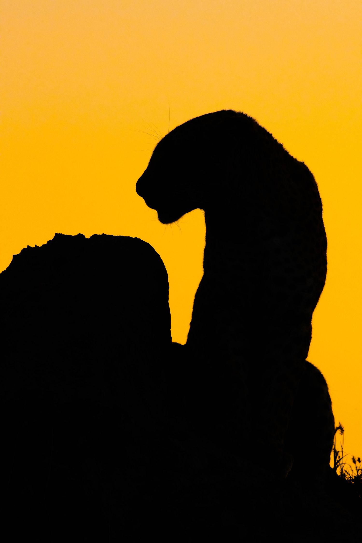 Black silhouette of a leopard perched on a rock against a golden sunset.