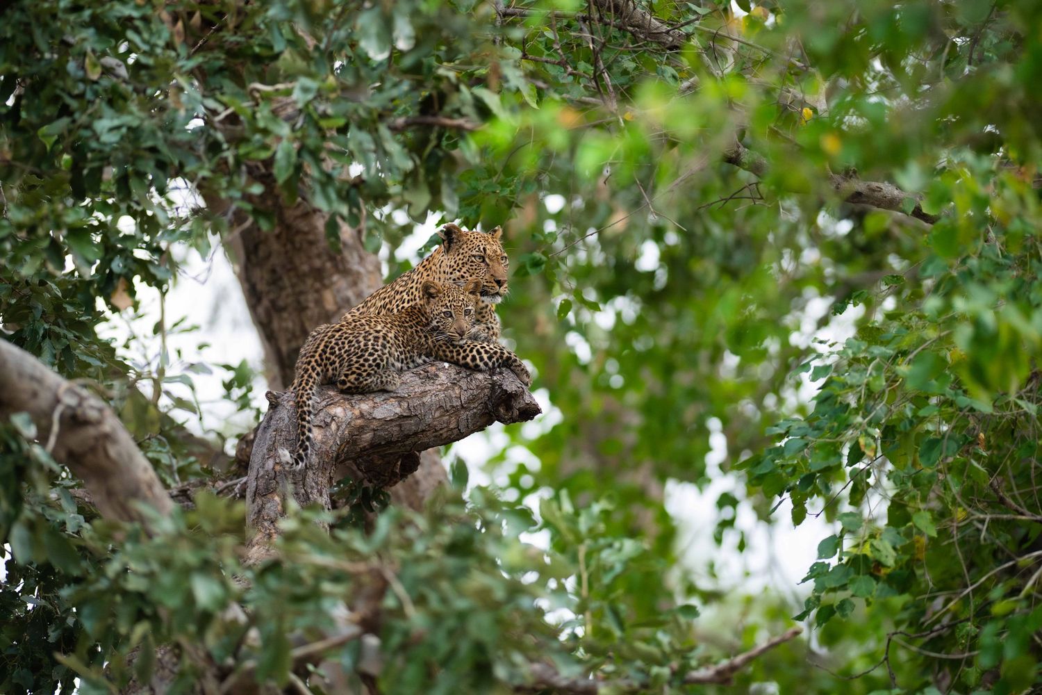 A leopard rests camouflaged among dense green tree branches in the African jungle.