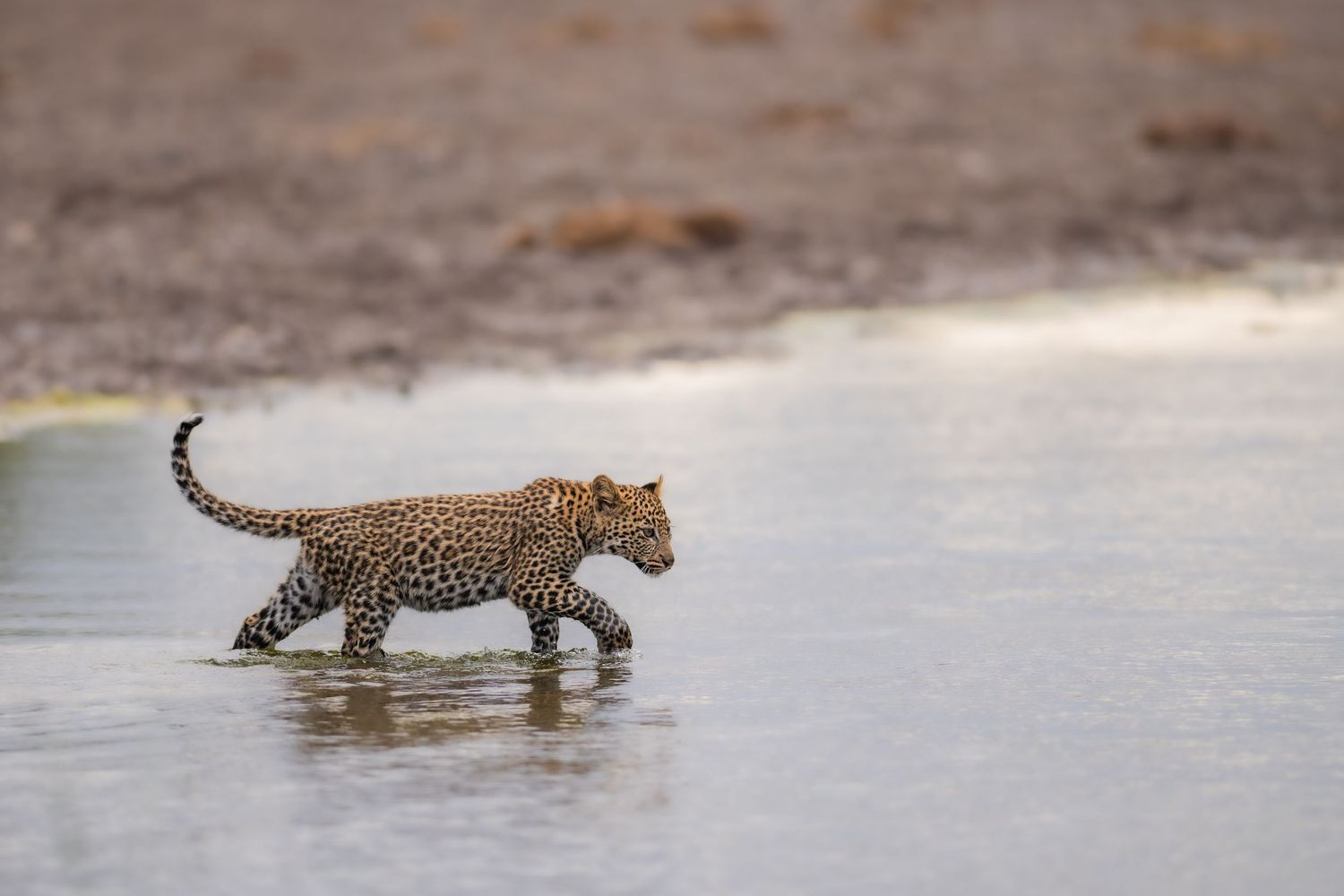 A leopard strides gracefully through shallow water crossing a river in the African wilderness.