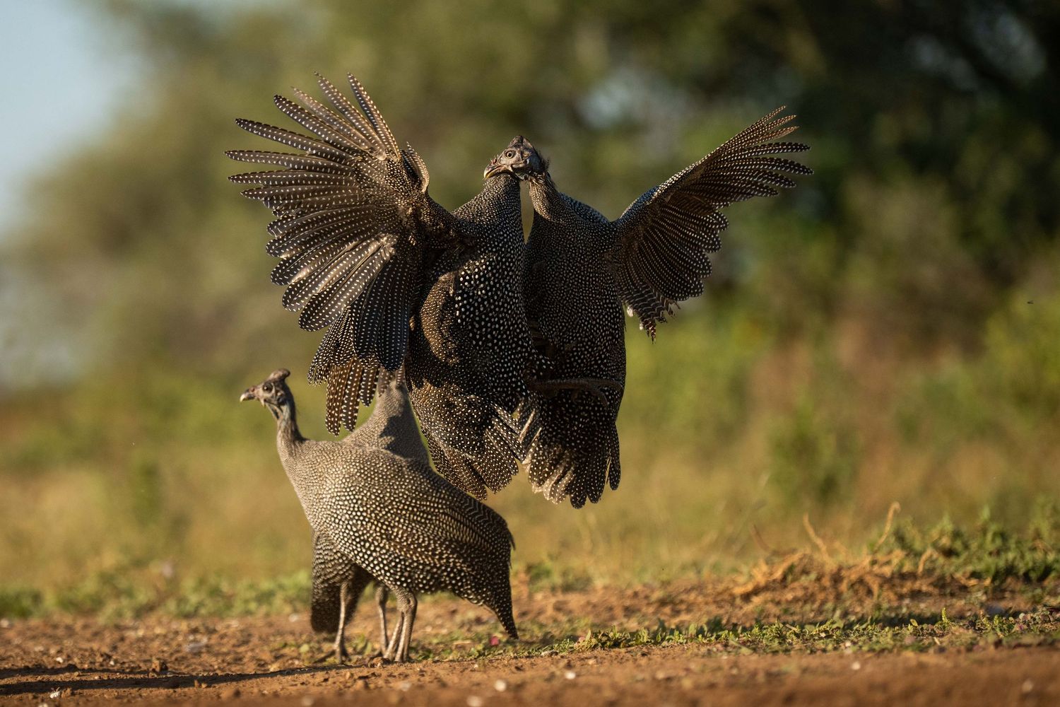 Two helmeted guineafowl displaying with wings spread wide in a dramatic courtship or territorial display on an African savanna.