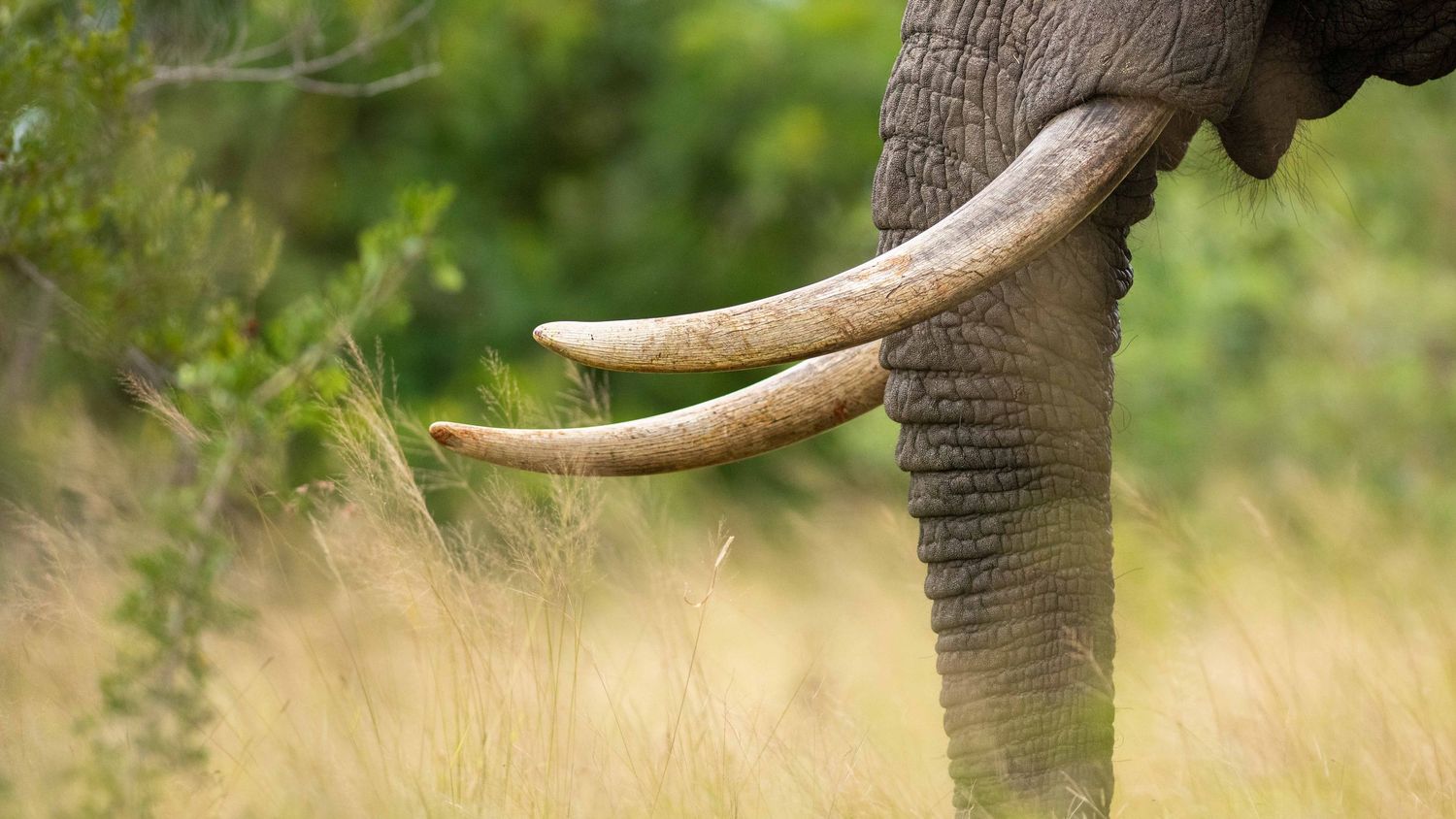 Close-up of an African elephant's long curved ivory tusks and trunk foraging in tall golden savanna grass.